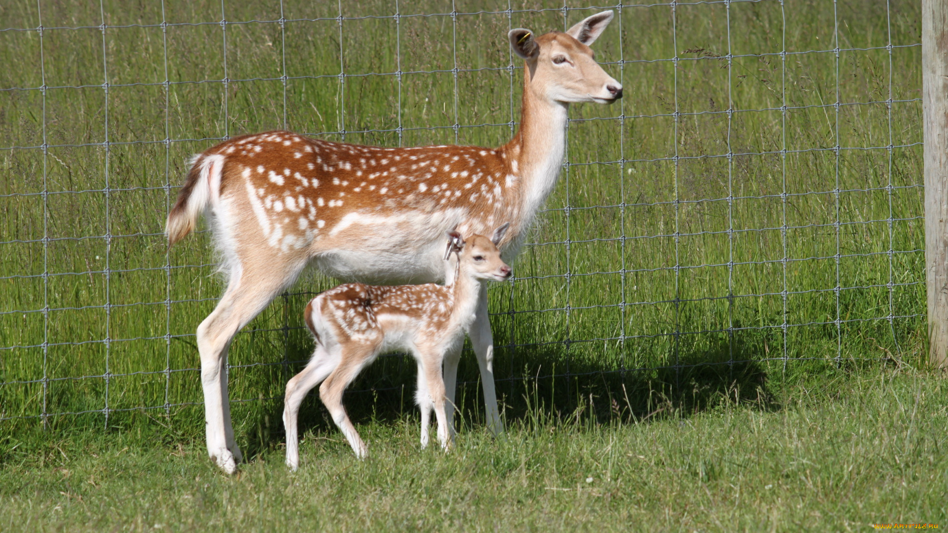 животные, олени, ограда, трава, пятнистые, олененок