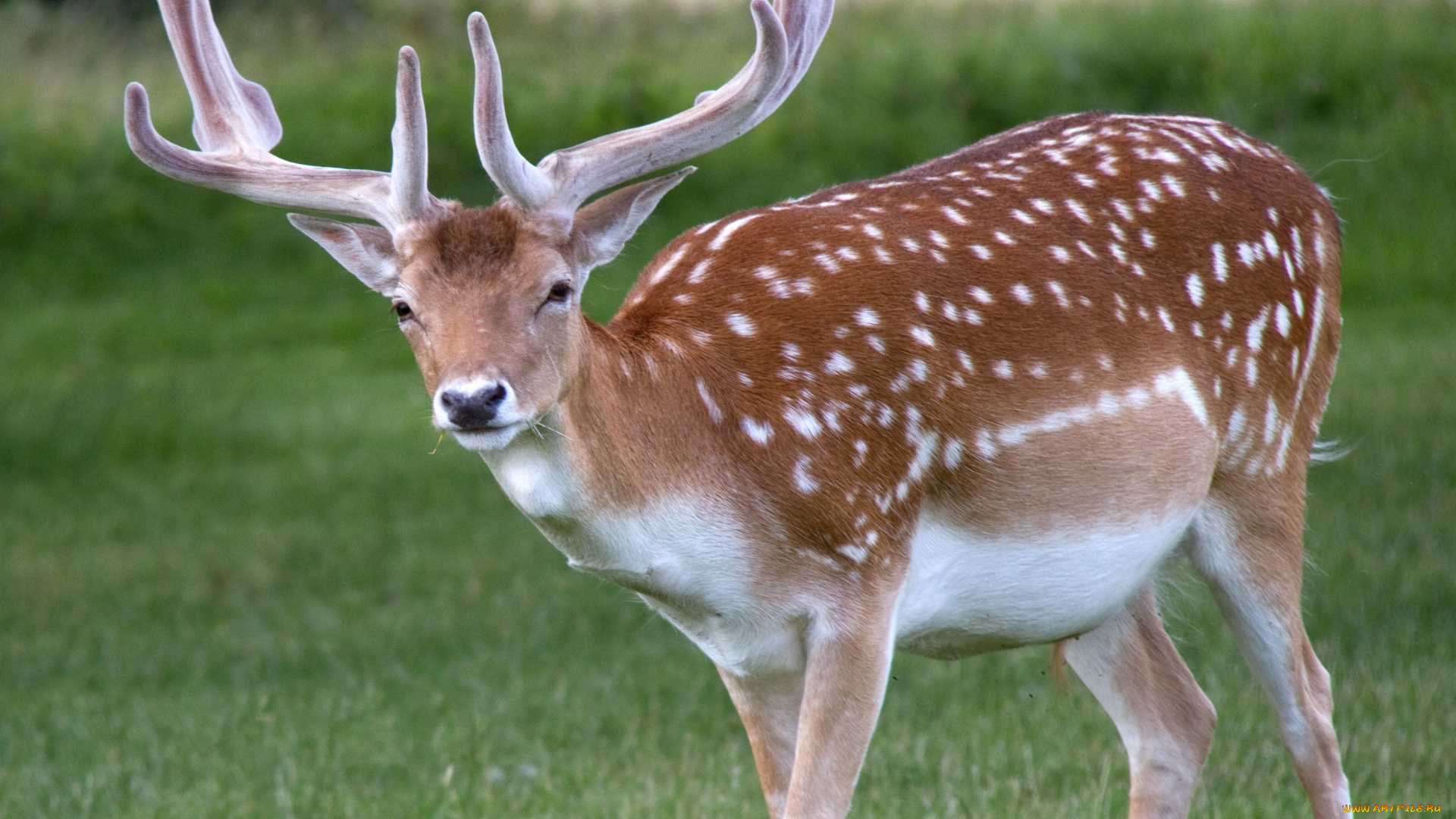 животные, олени, олень, пятнистый, луг, трава