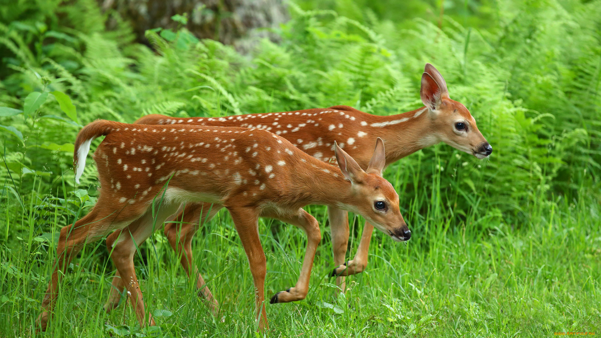 животные, олени, оленята