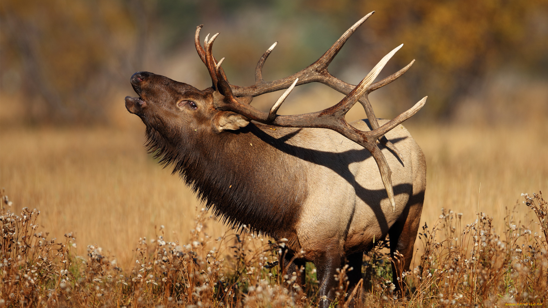 животные, олени, рогач