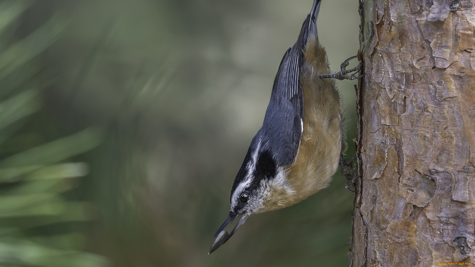животные, поползни, птичка