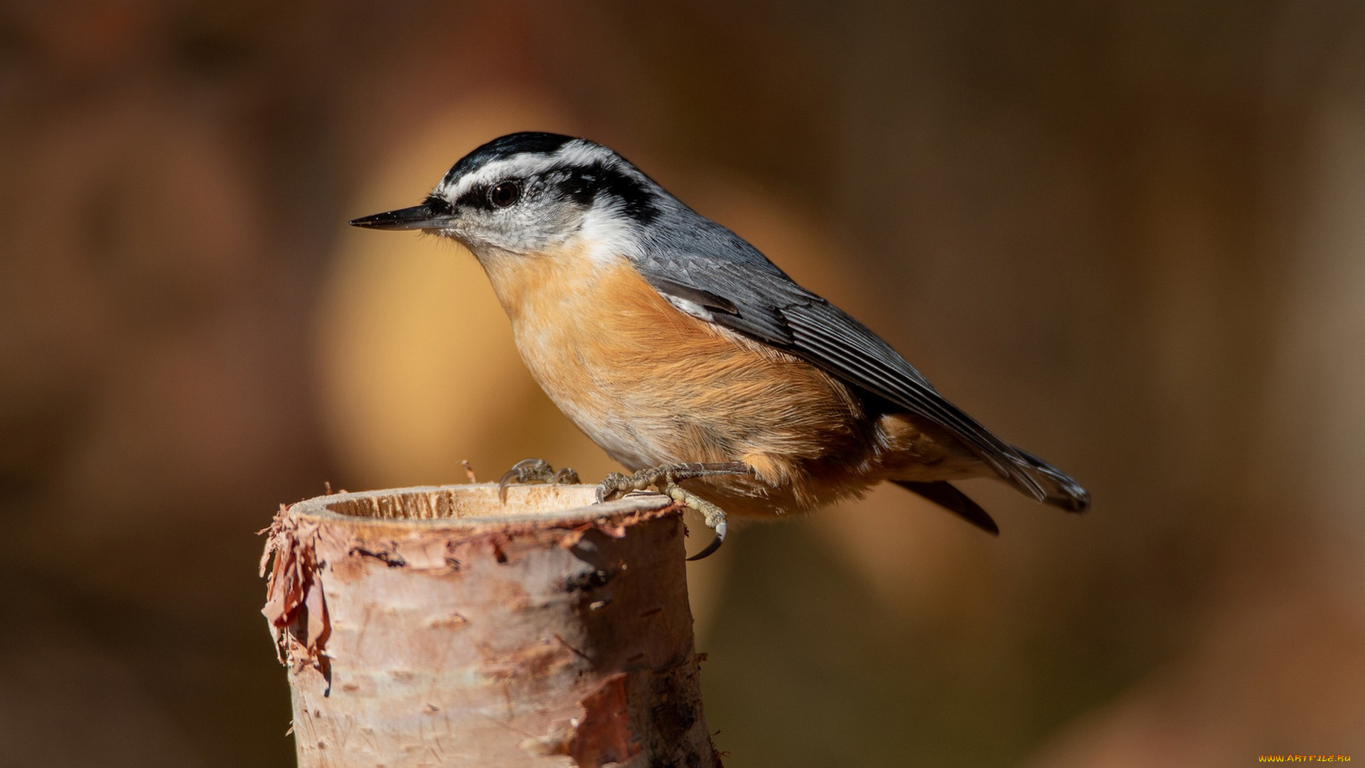 животные, поползни, птичка