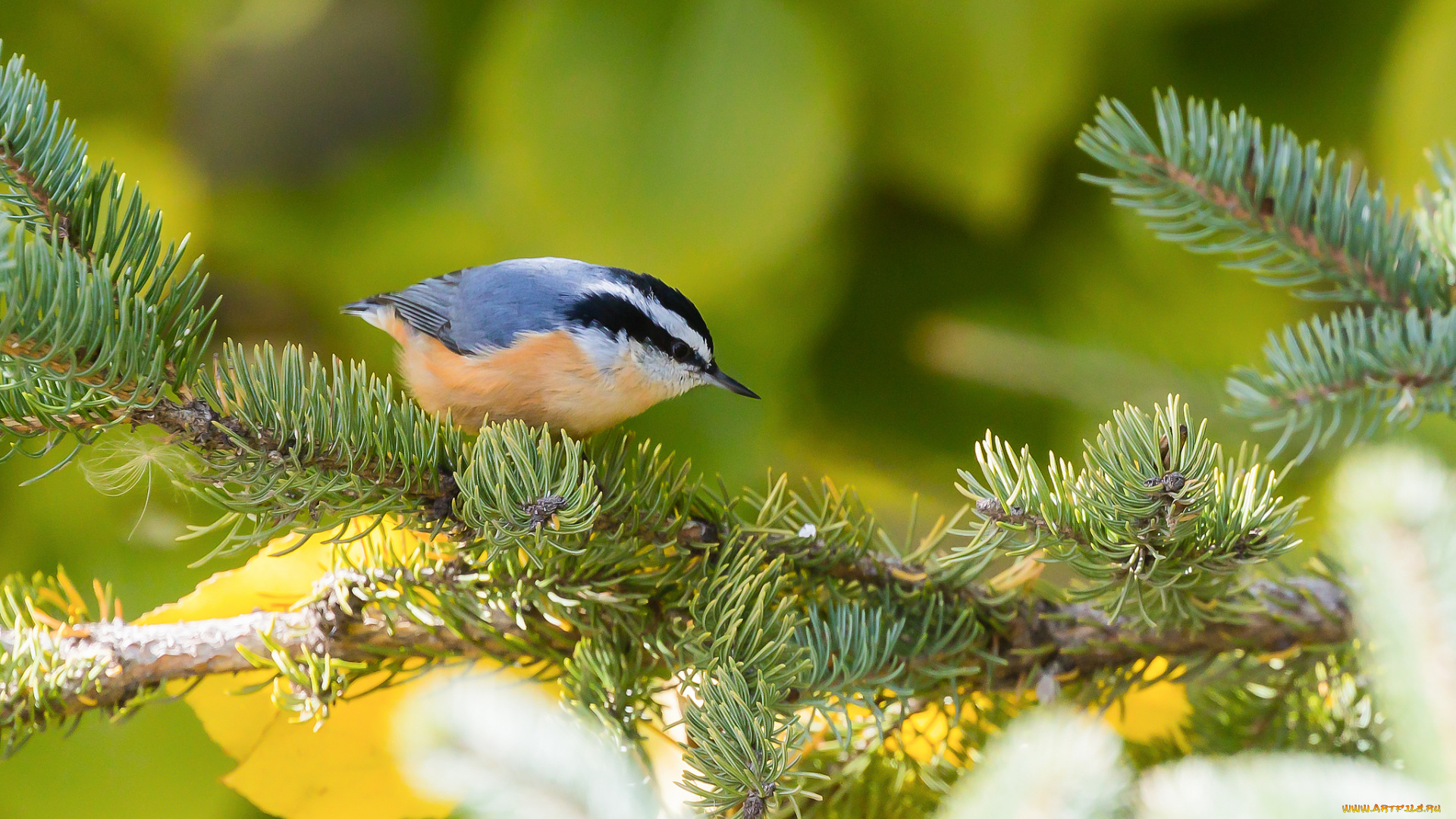 животные, поползни, птичка
