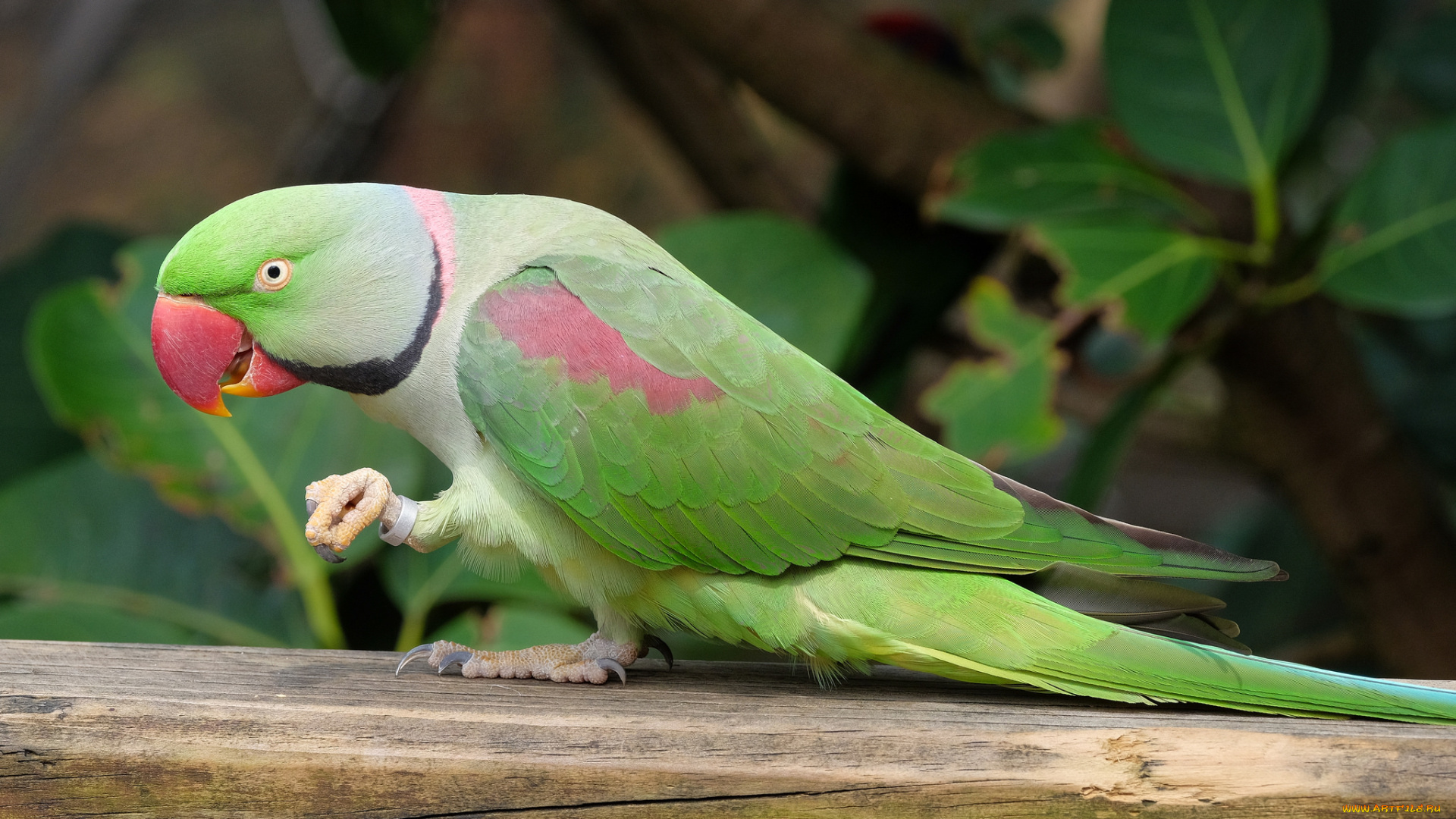 животные, попугаи, птичка