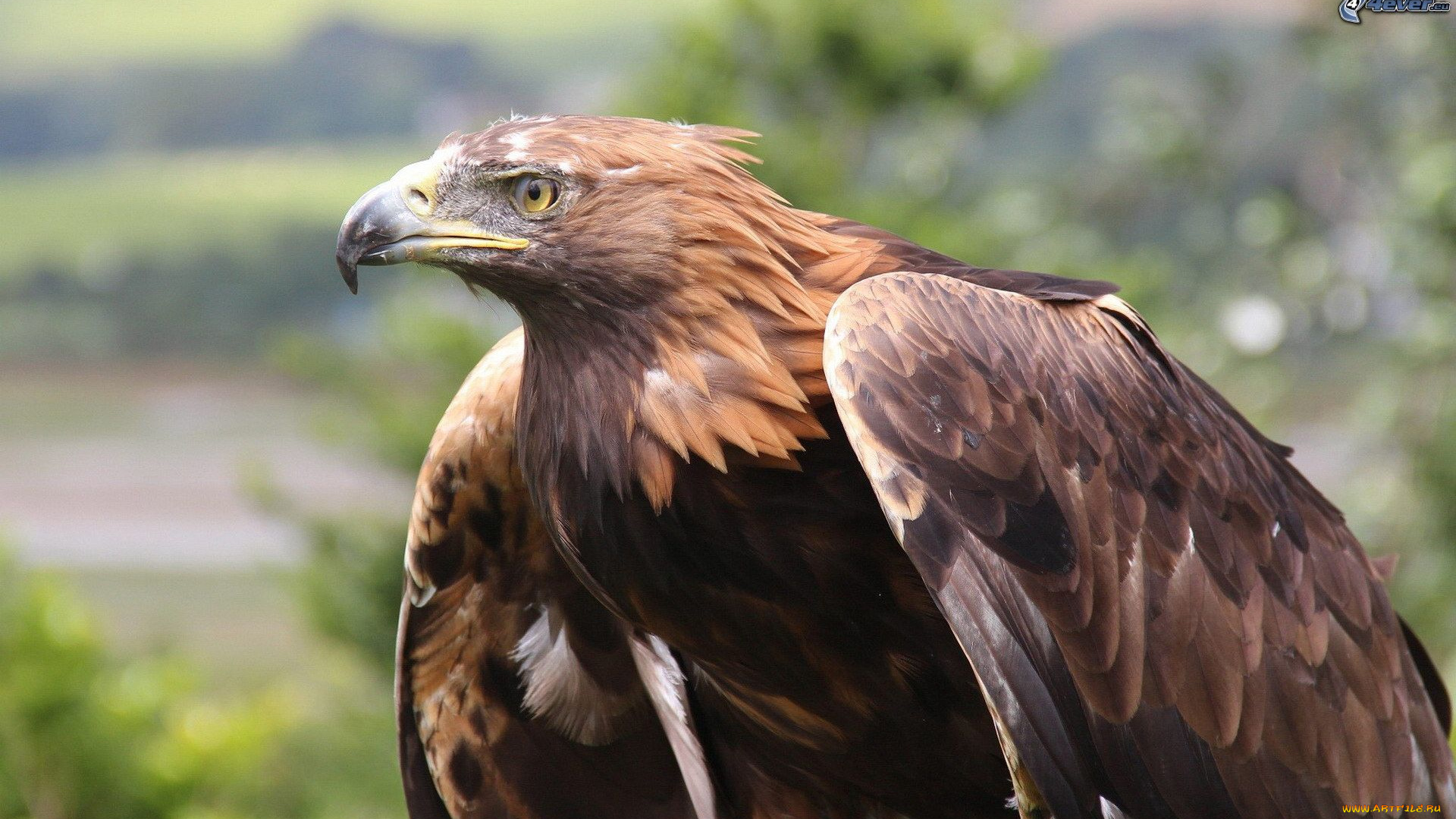 животные, птицы, -, хищники, беркут, хищные, птицы, орлы