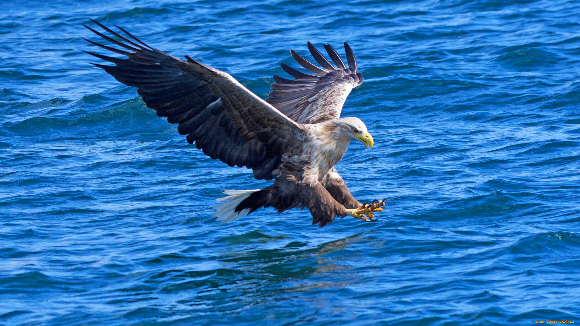 животные, птицы, -, хищники, птичка