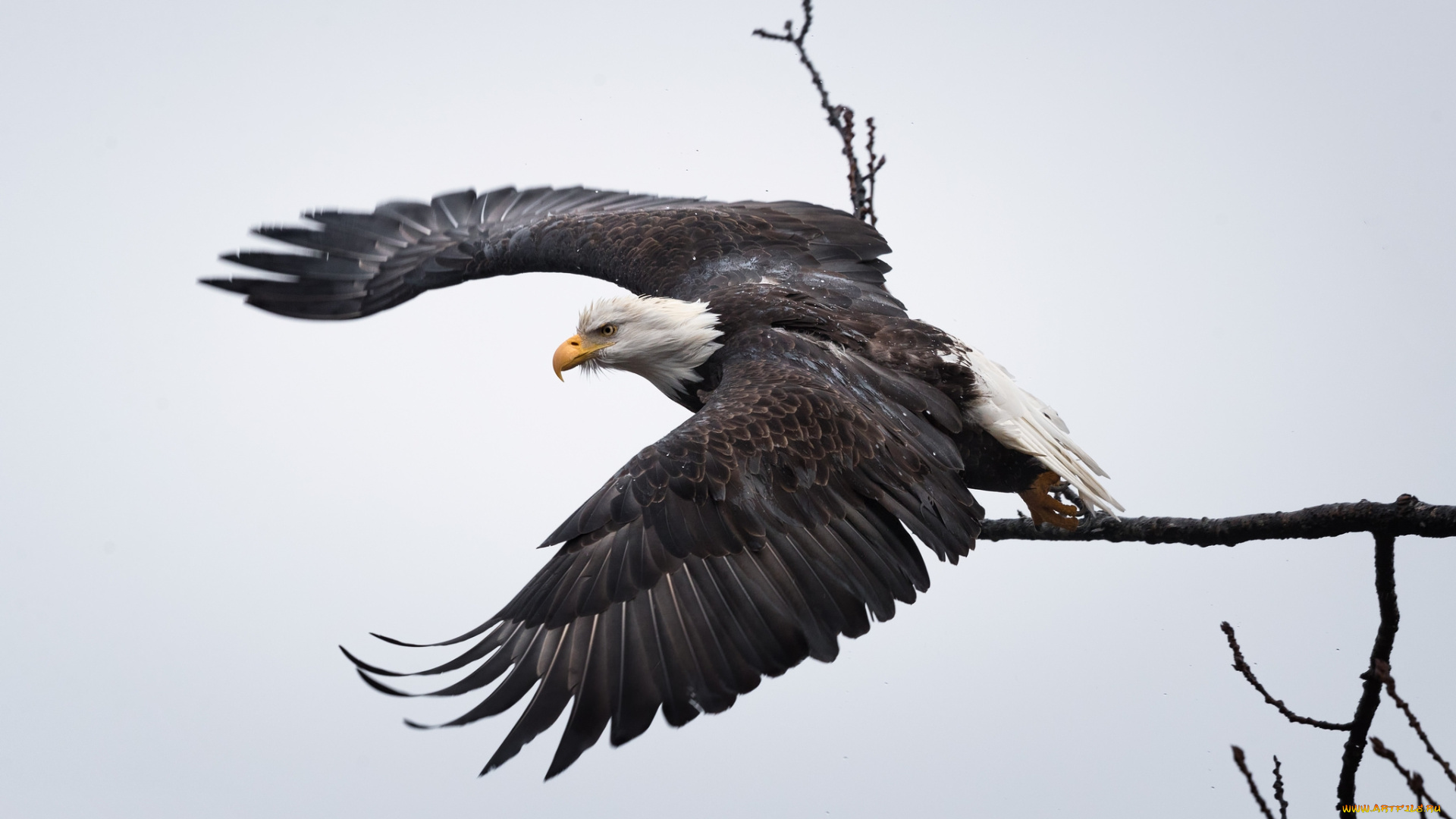 животные, птицы, -, хищники, птичка