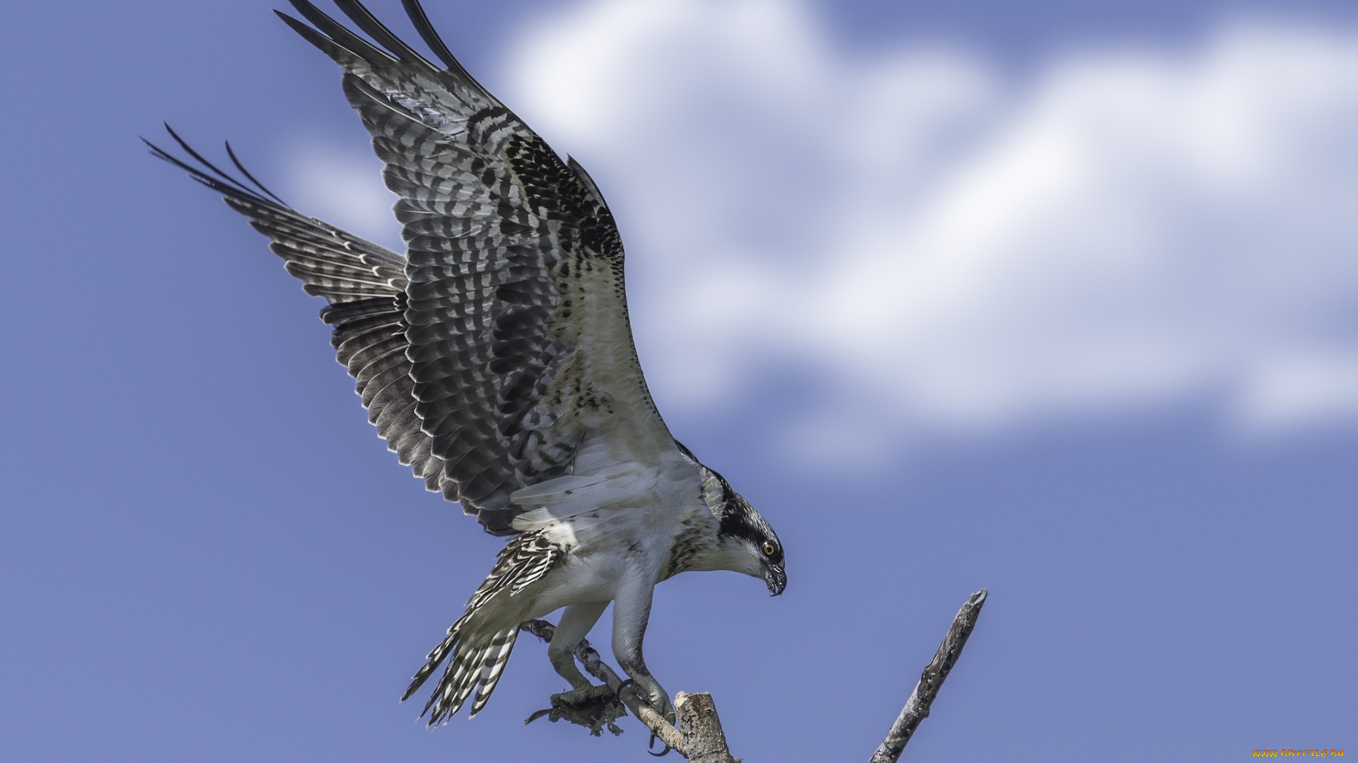 животные, птицы, -, хищники, птичка