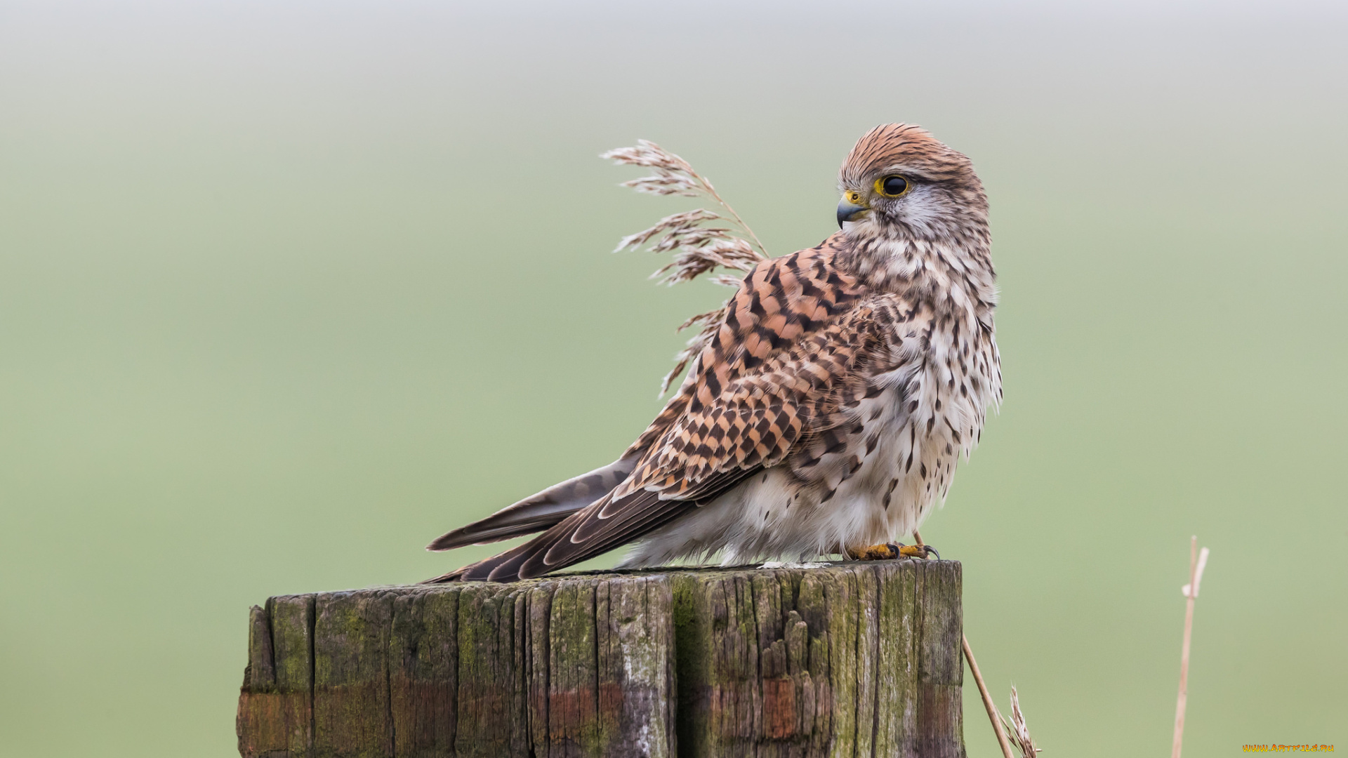 животные, птицы, -, хищники, птичка