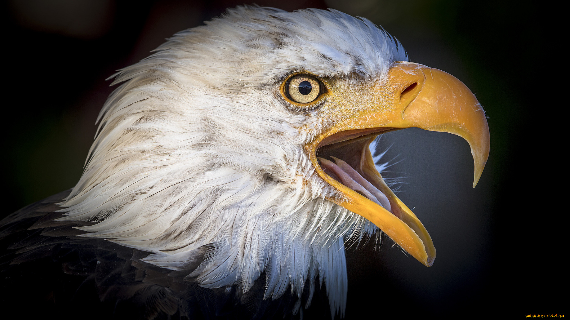 животные, птицы, -, хищники, птичка