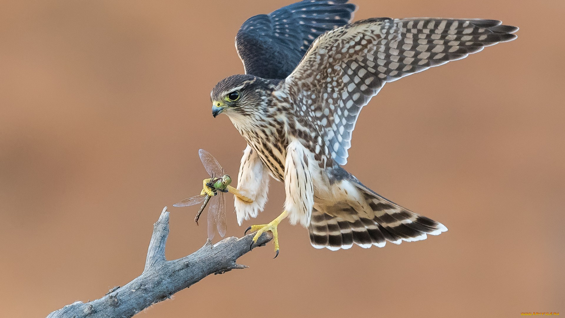 животные, птицы, -, хищники, птичка