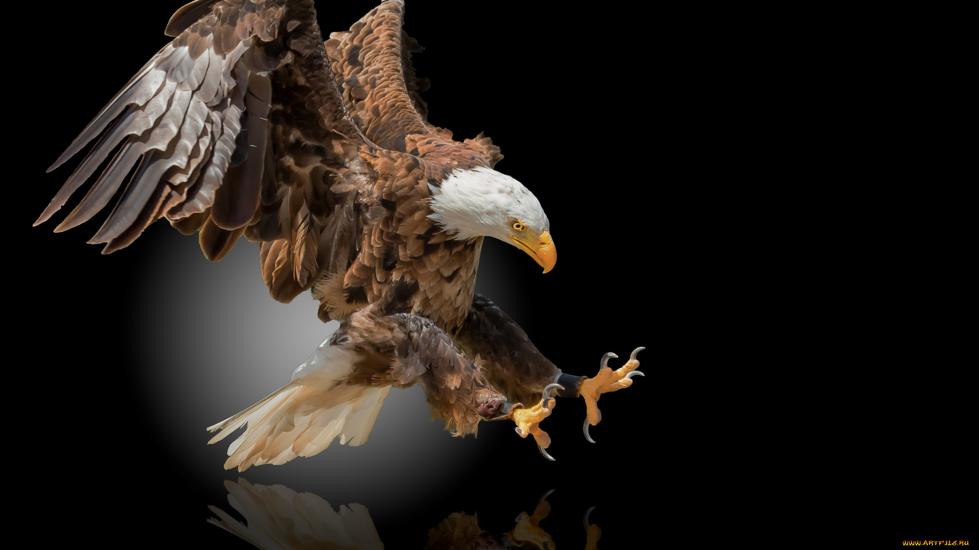 животные, птицы, -, хищники, птичка