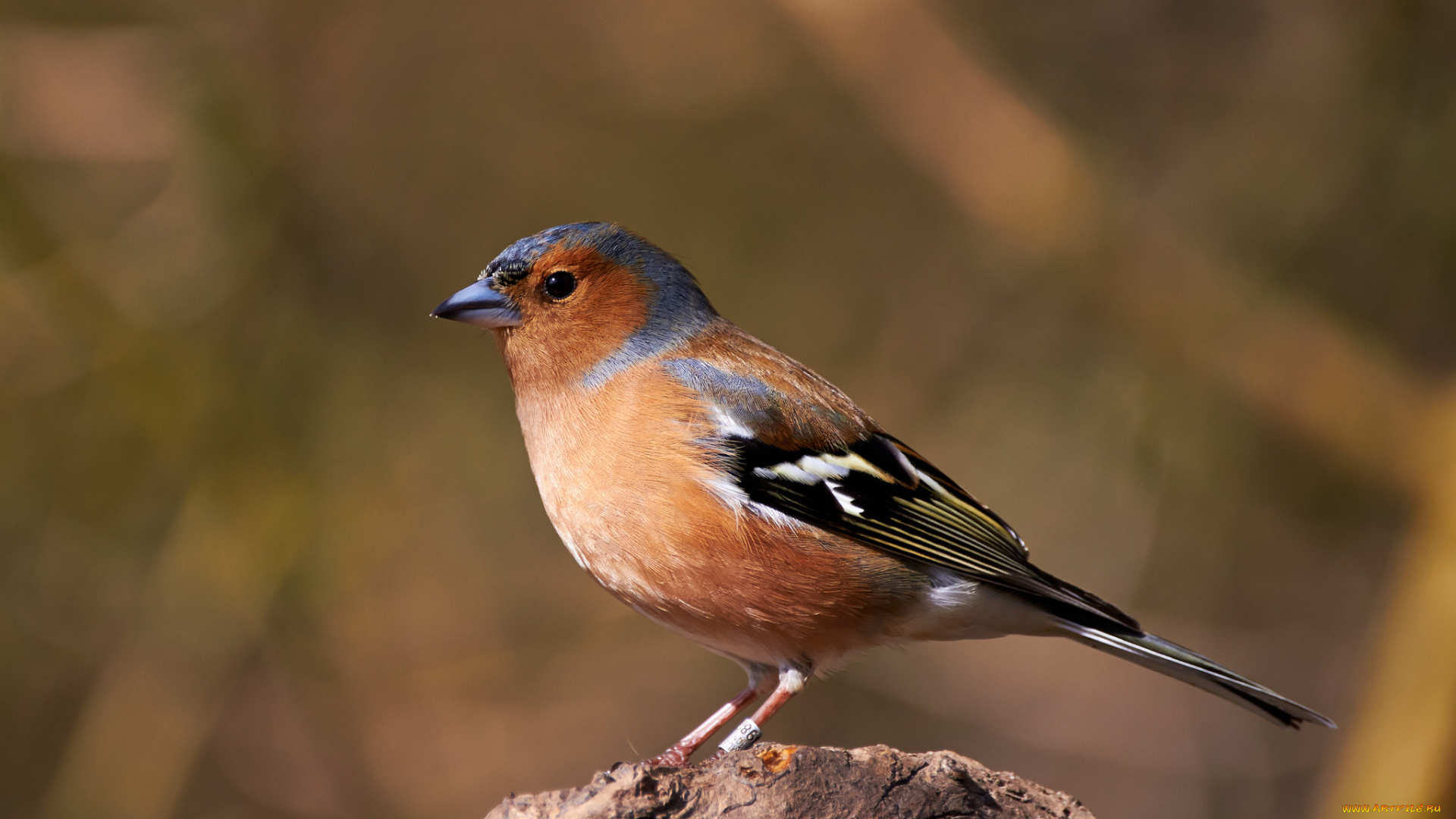 животные, птицы, птичка