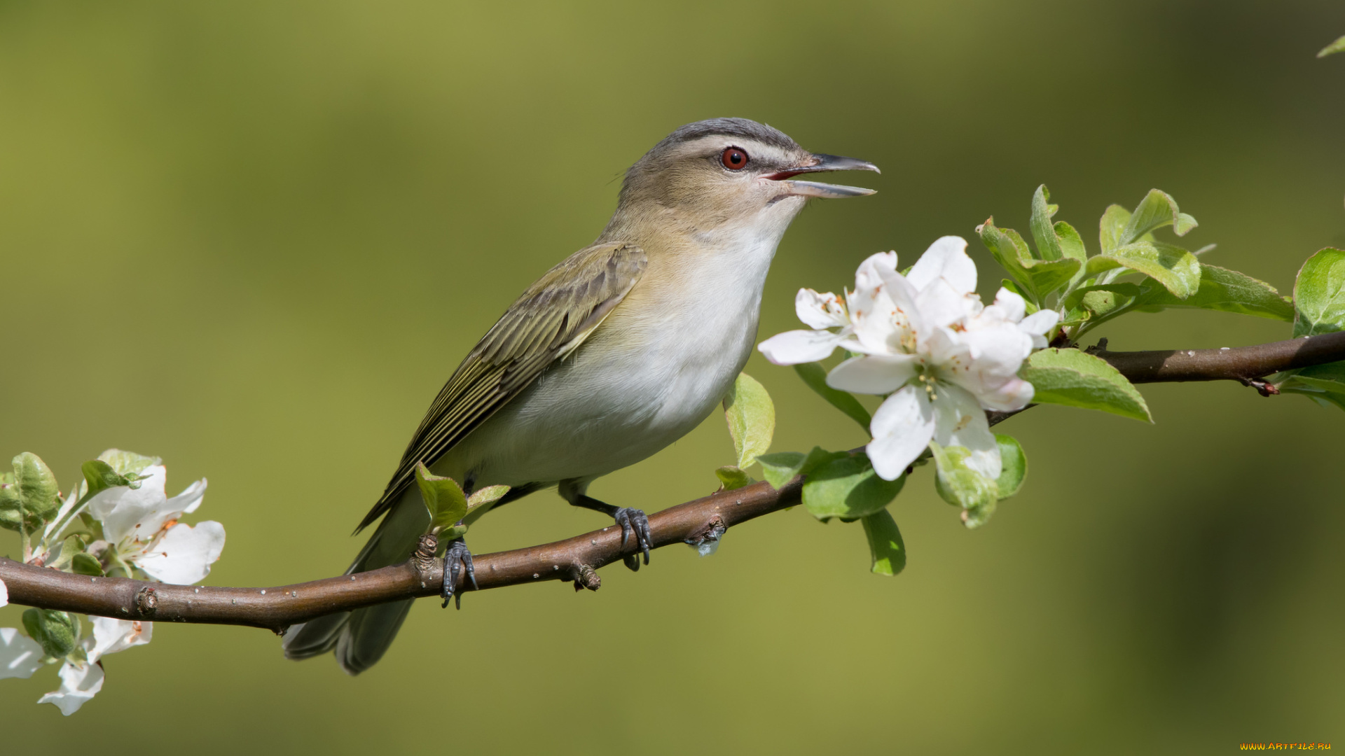 животные, птицы, птичка