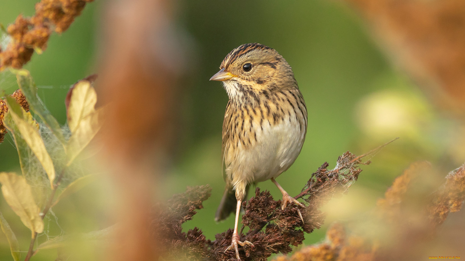 животные, птицы, птичка