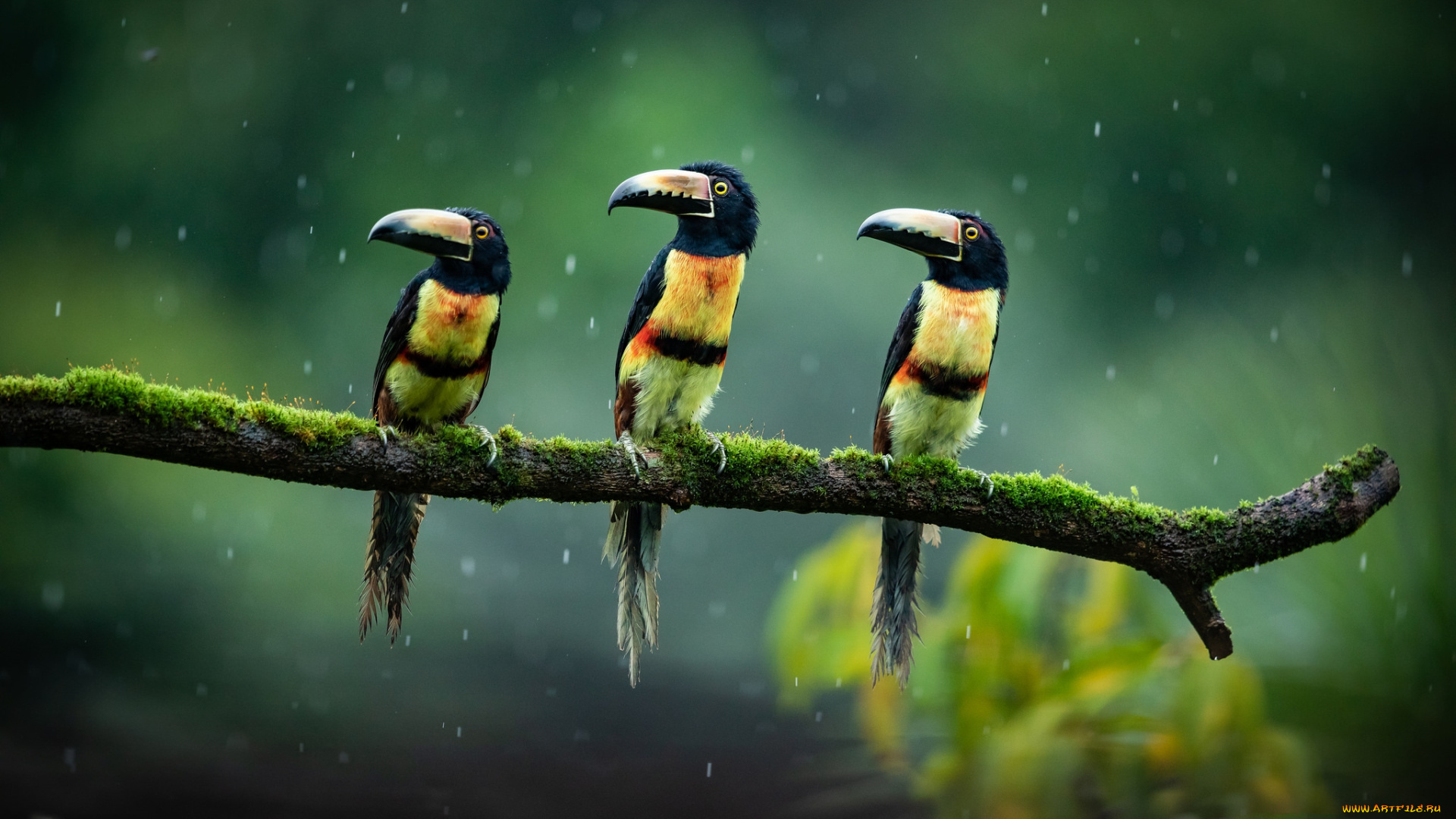 животные, птицы, птичка