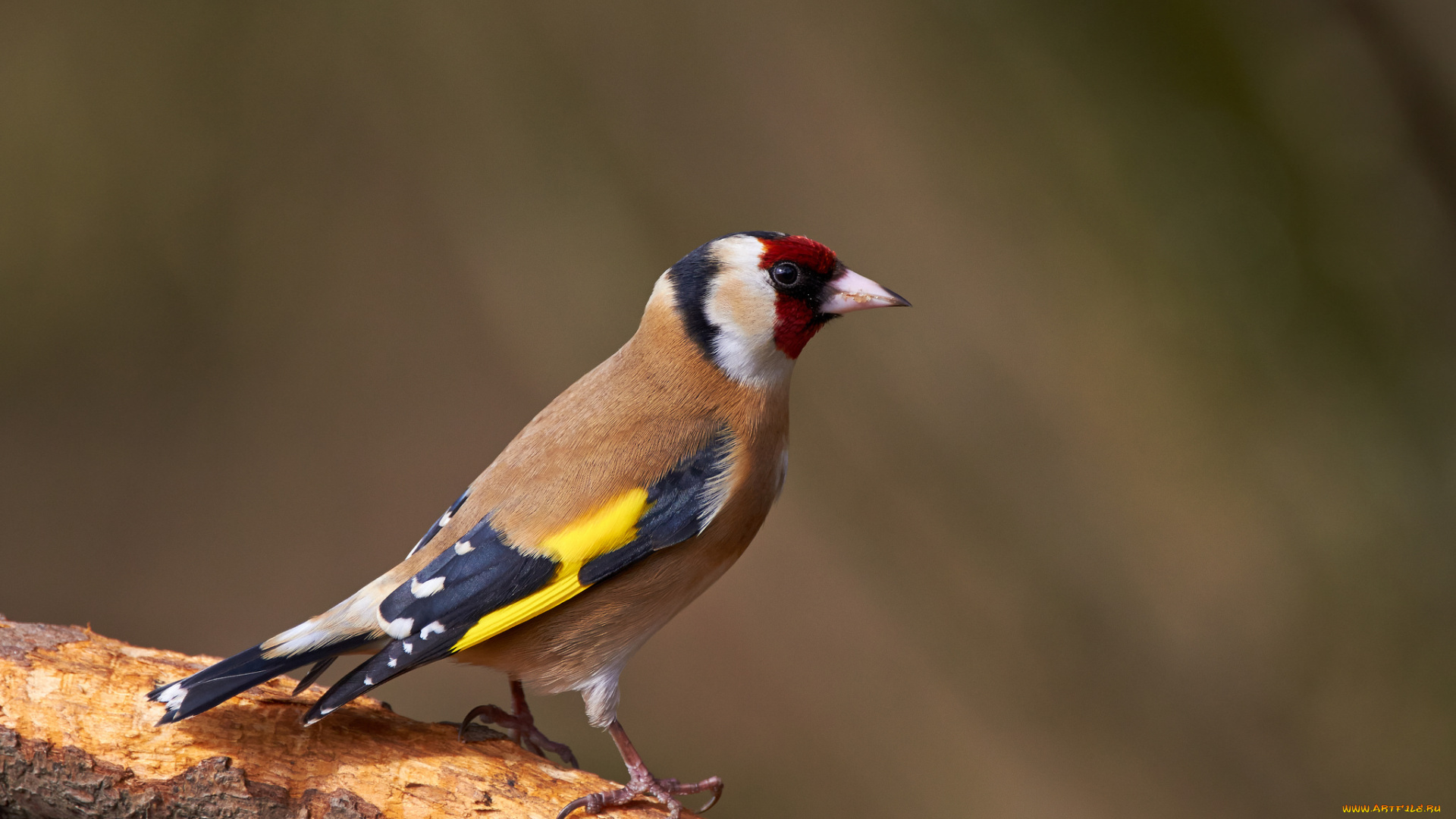 животные, щеглы, , чижи, птичка