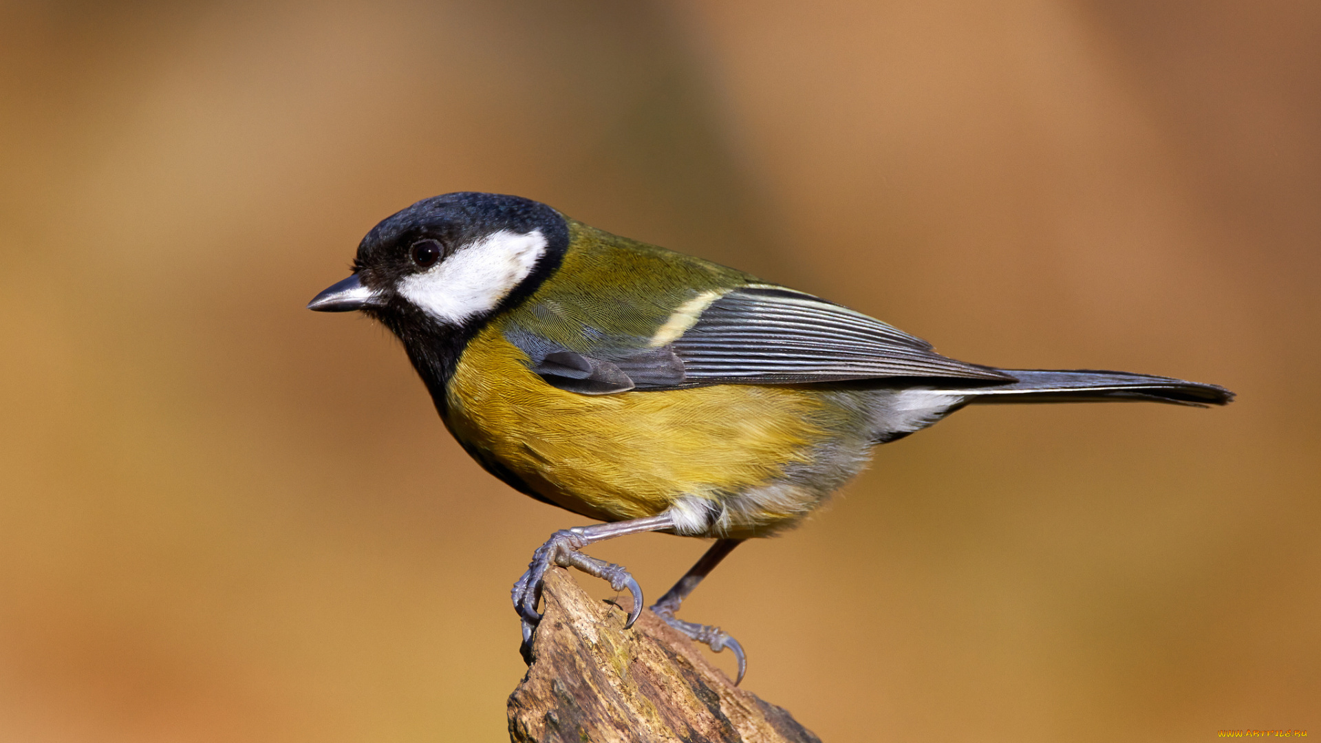 животные, синицы, , лазоревки, птичка