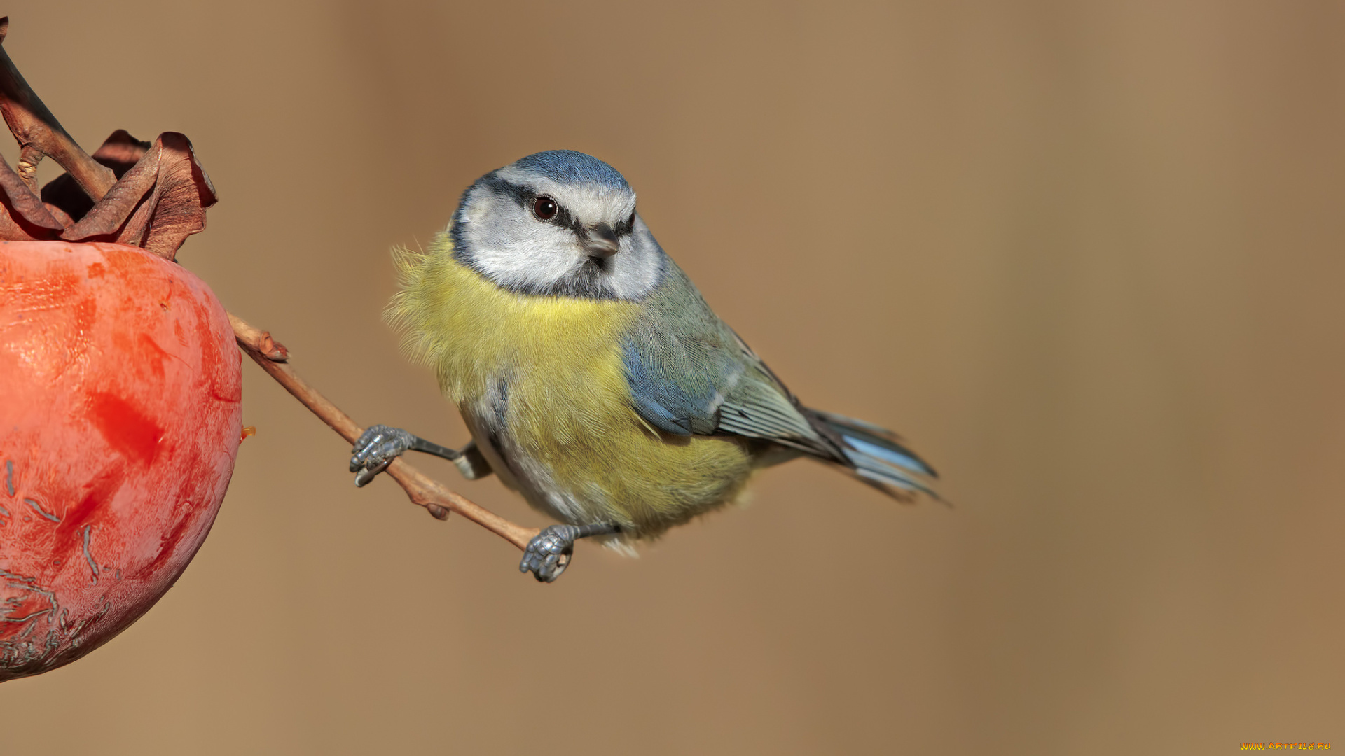 животные, синицы, , лазоревки, птичка