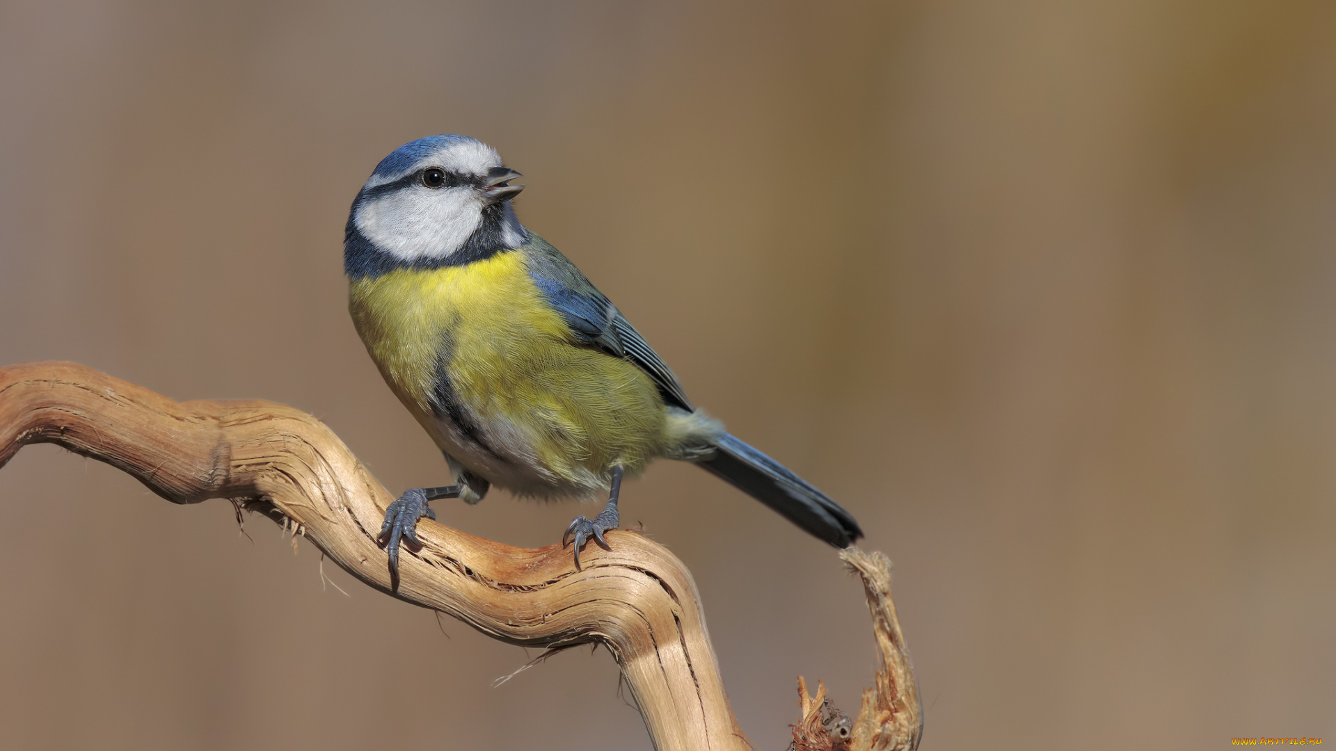 животные, синицы, , лазоревки, птичка