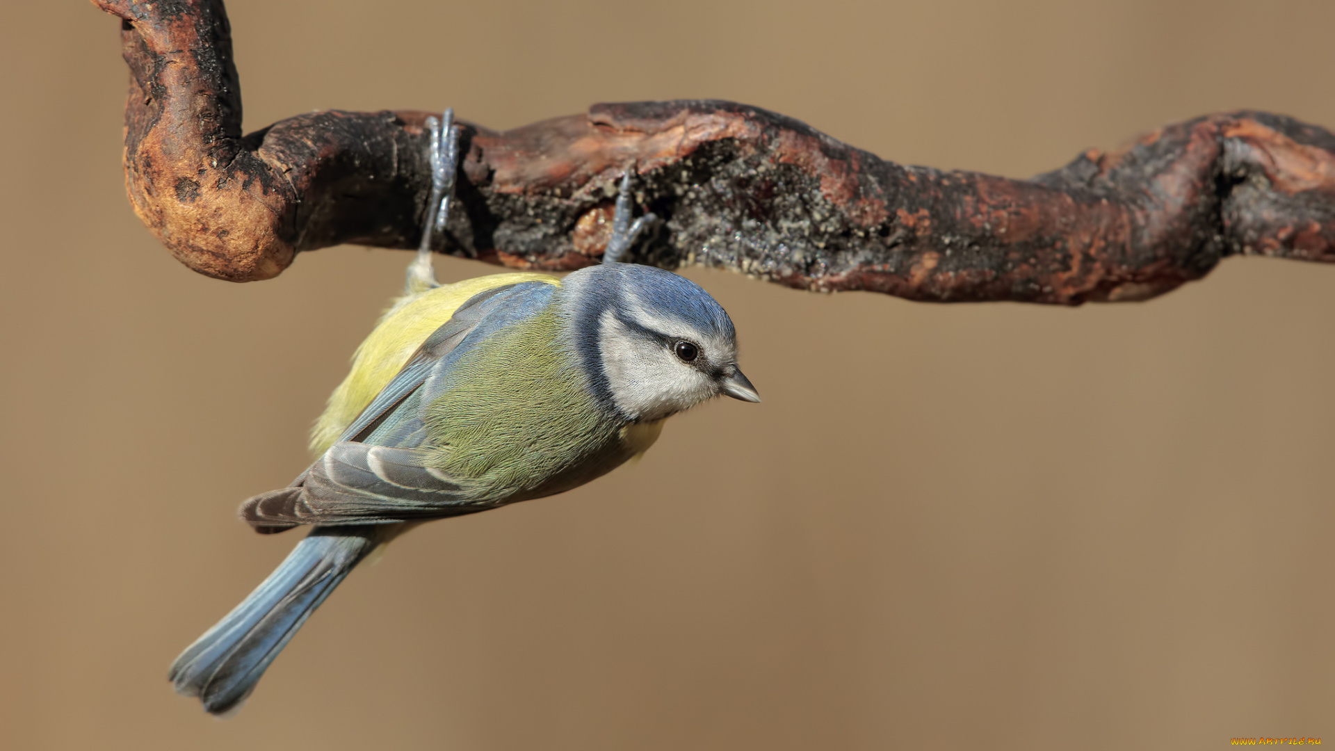 животные, синицы, , лазоревки, птичка