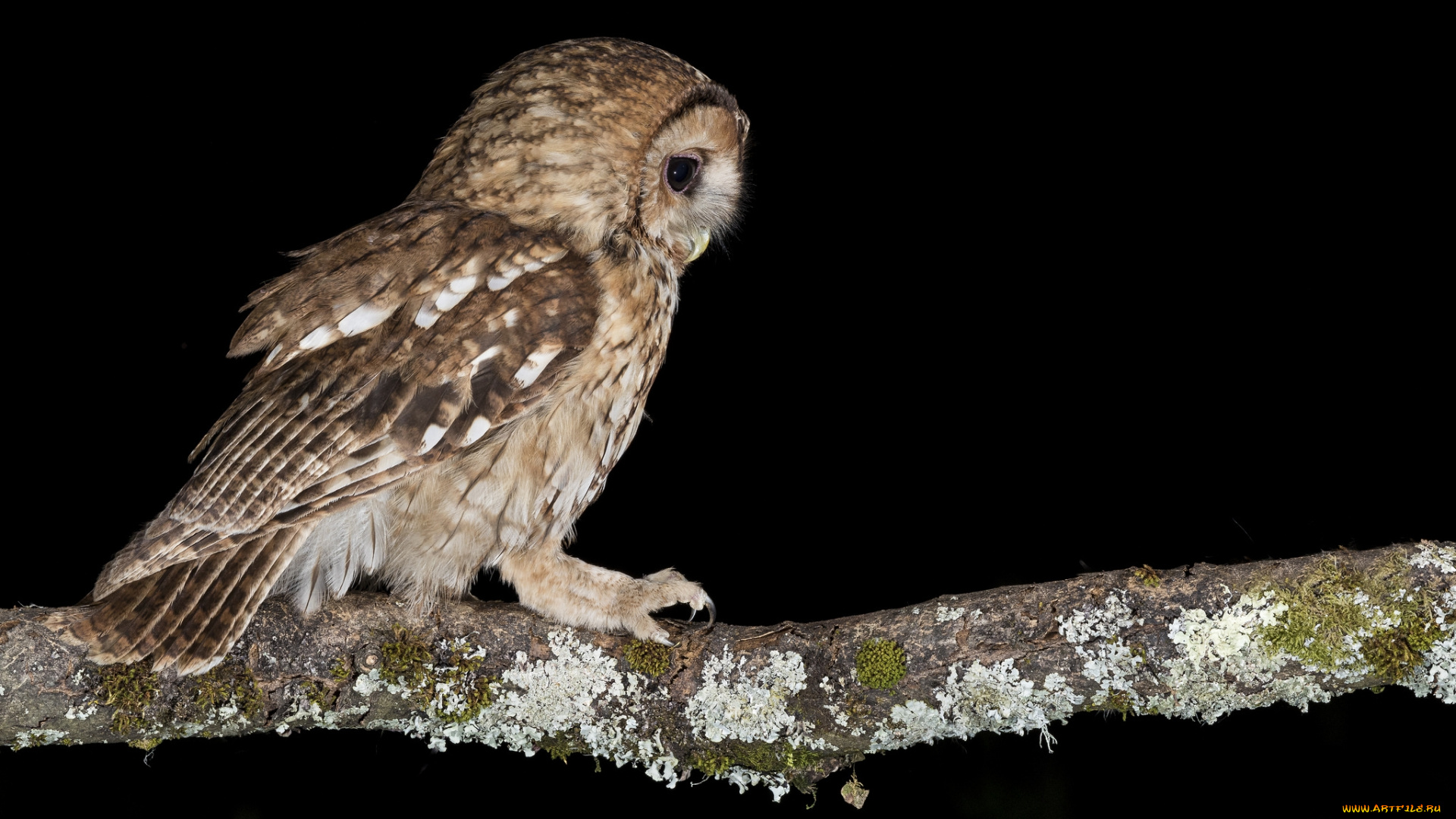 животные, совы, птичка