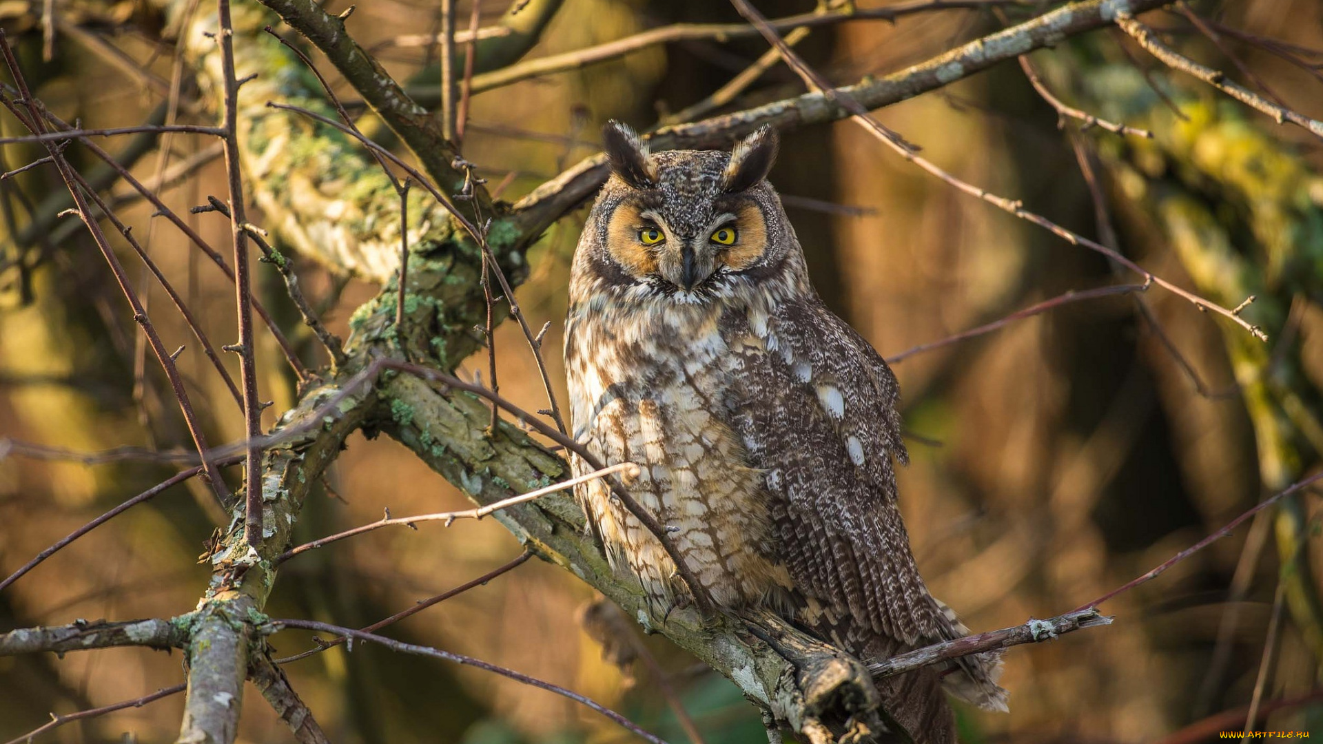 животные, совы, птичка
