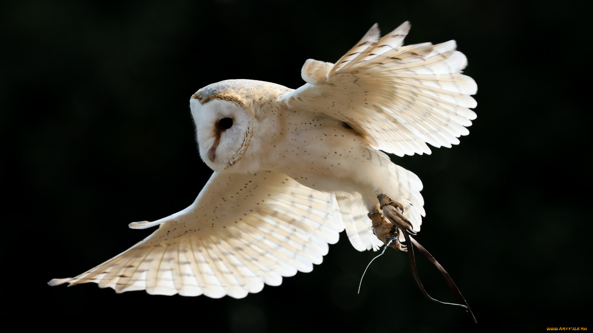 животные, совы, птичка