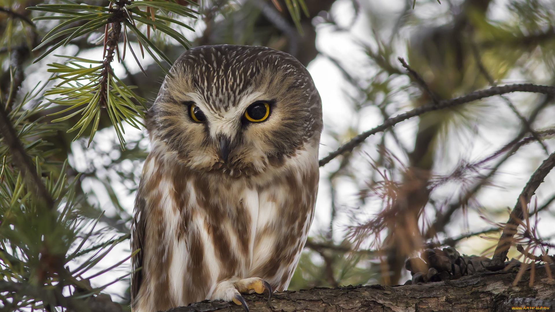 животные, совы, птичка