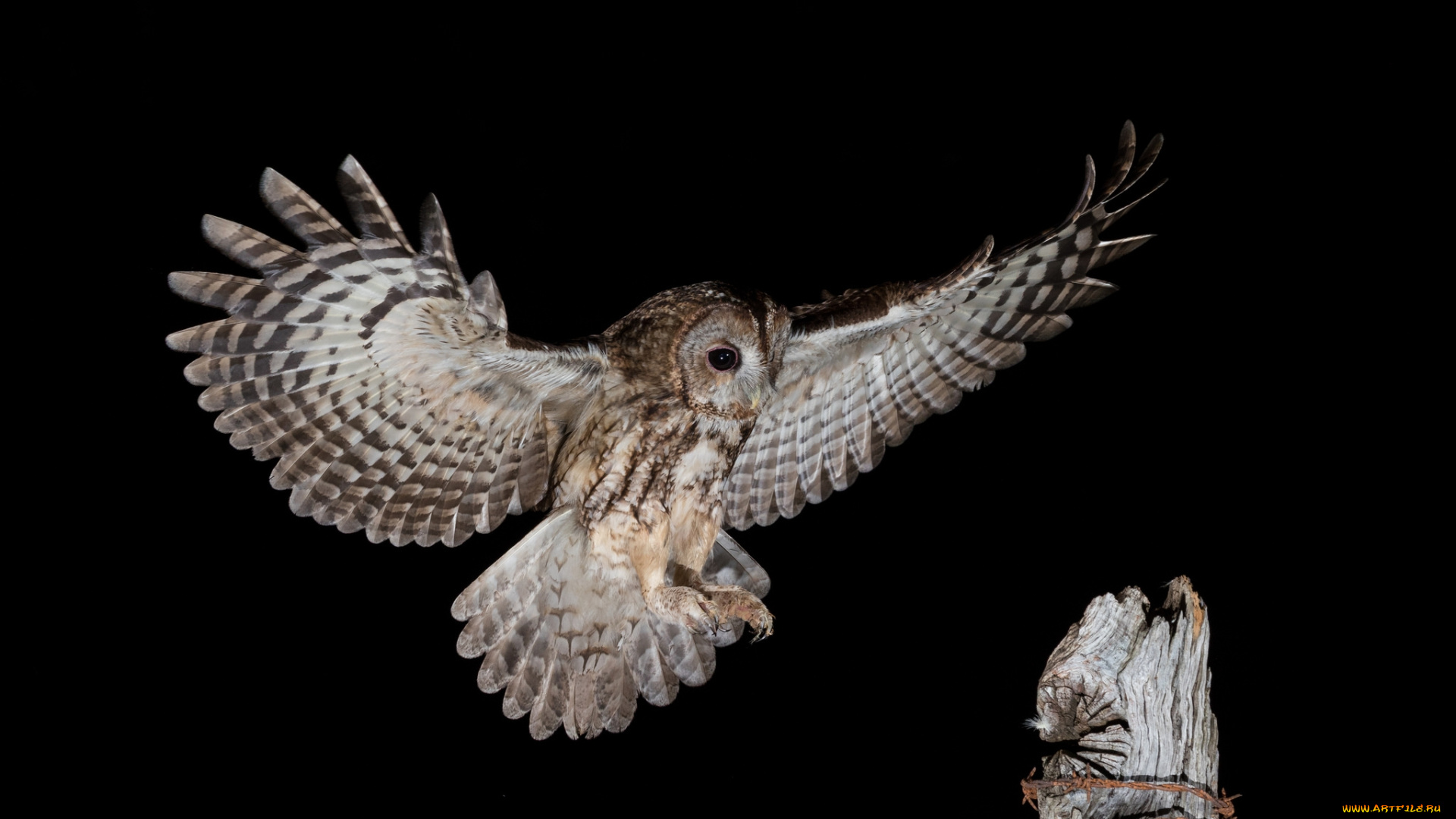 животные, совы, птичка