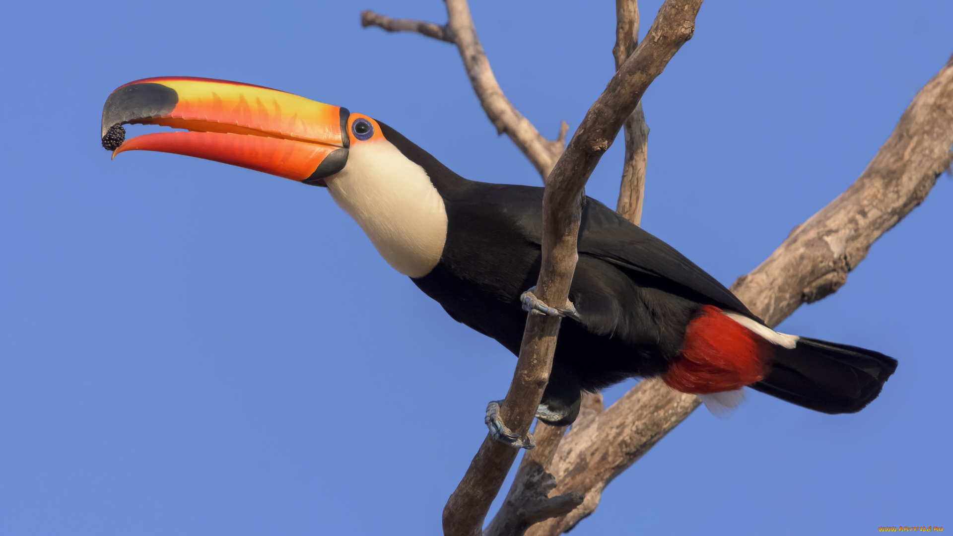 животные, туканы, птичка