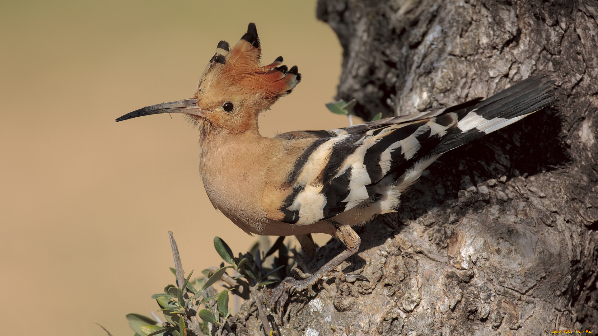 животные, удоды, птичка
