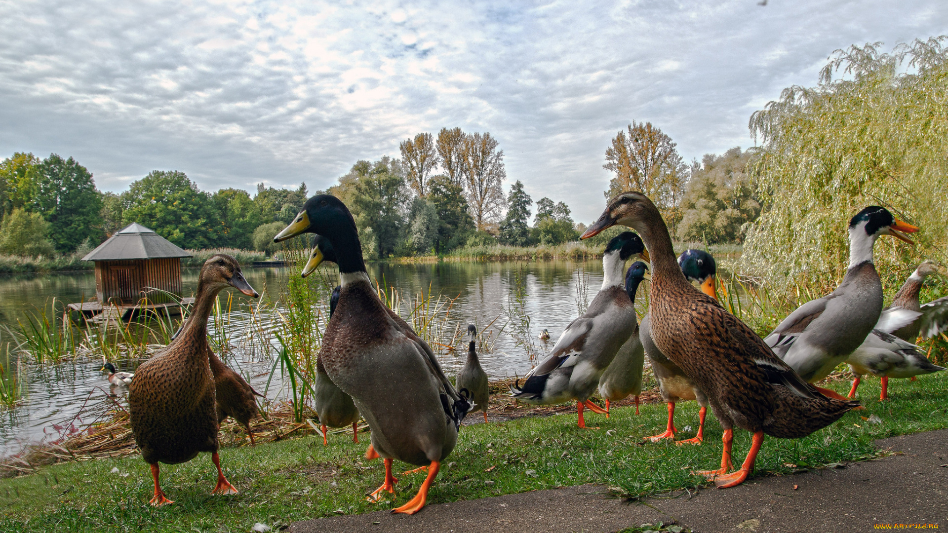 животные, утки, птичка
