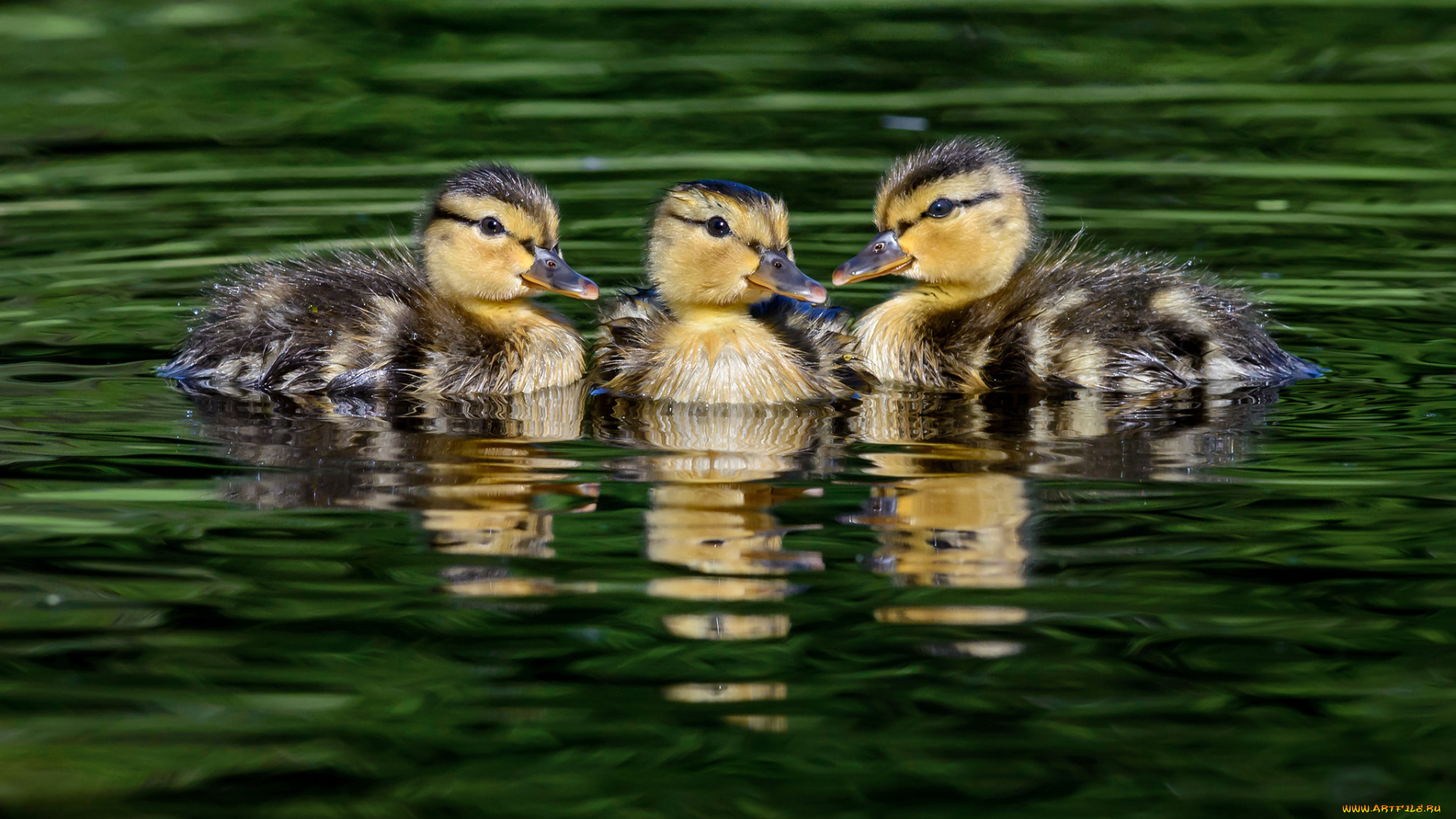 животные, утки, птичка