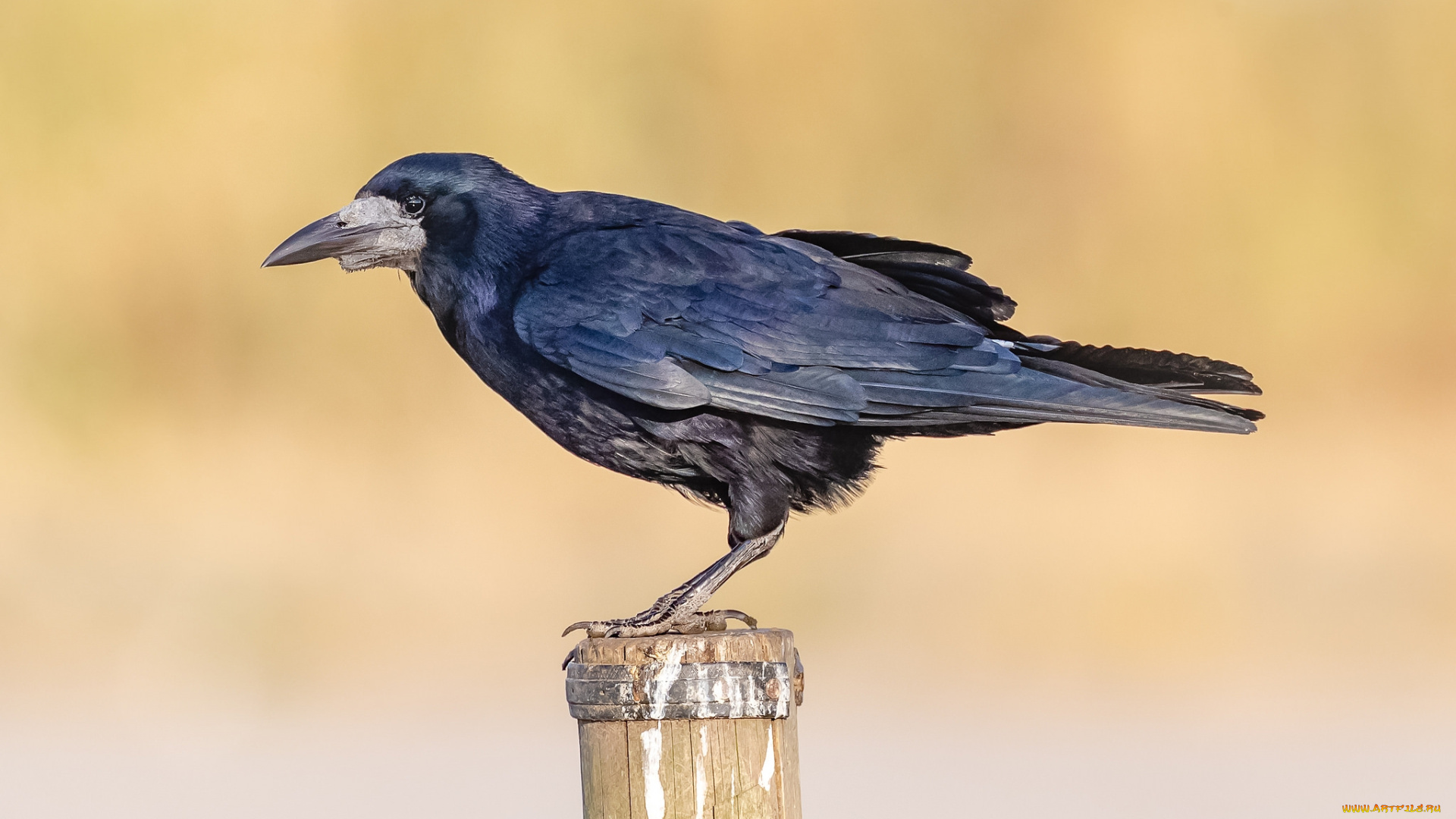 животные, вороны, , грачи, , галки, птичка