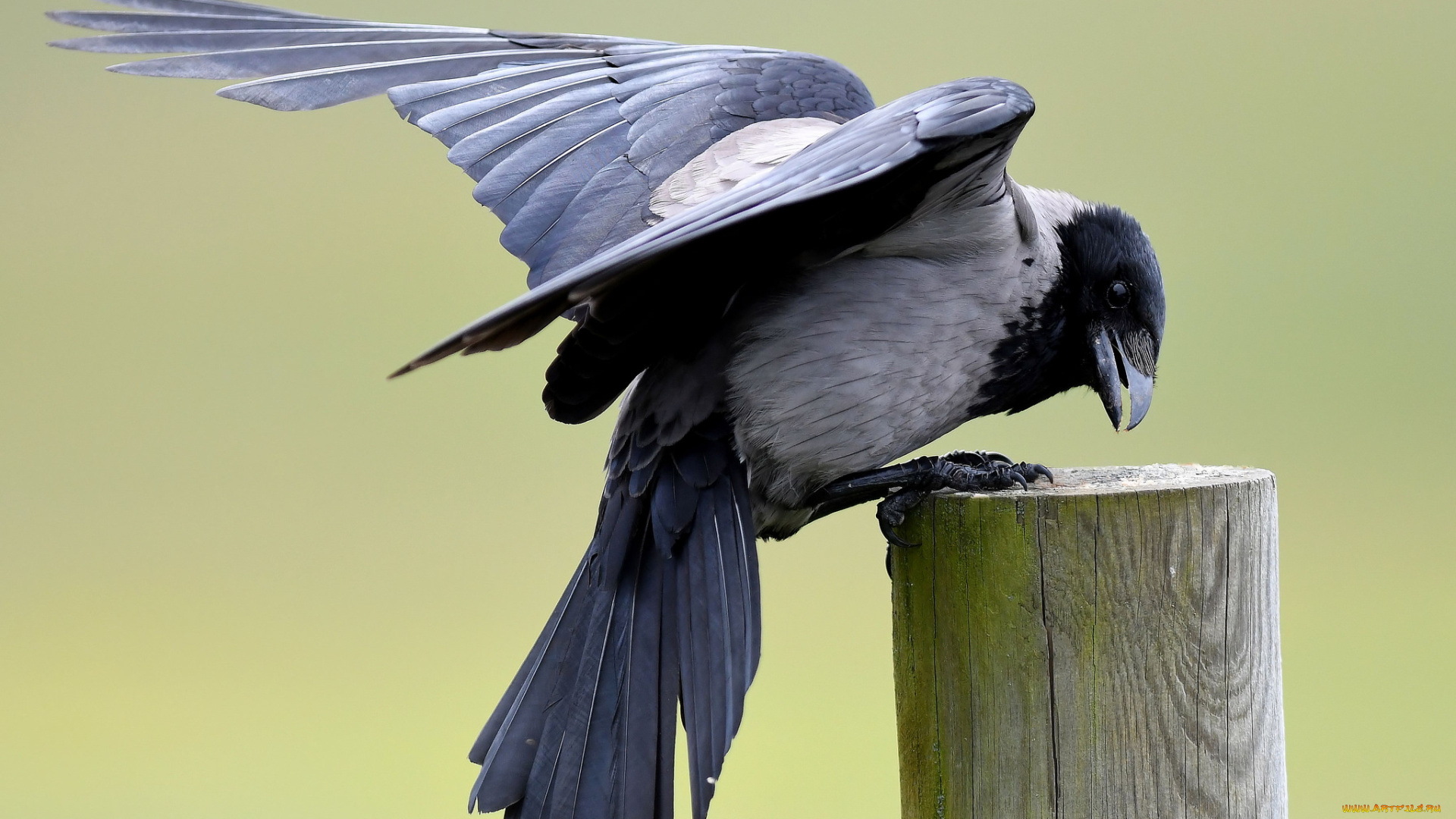 животные, вороны, , грачи, , галки, птичка