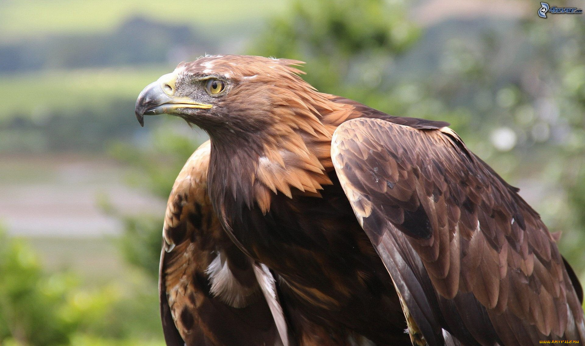 животные, птицы, -, хищники, беркут, хищные, птицы, орлы