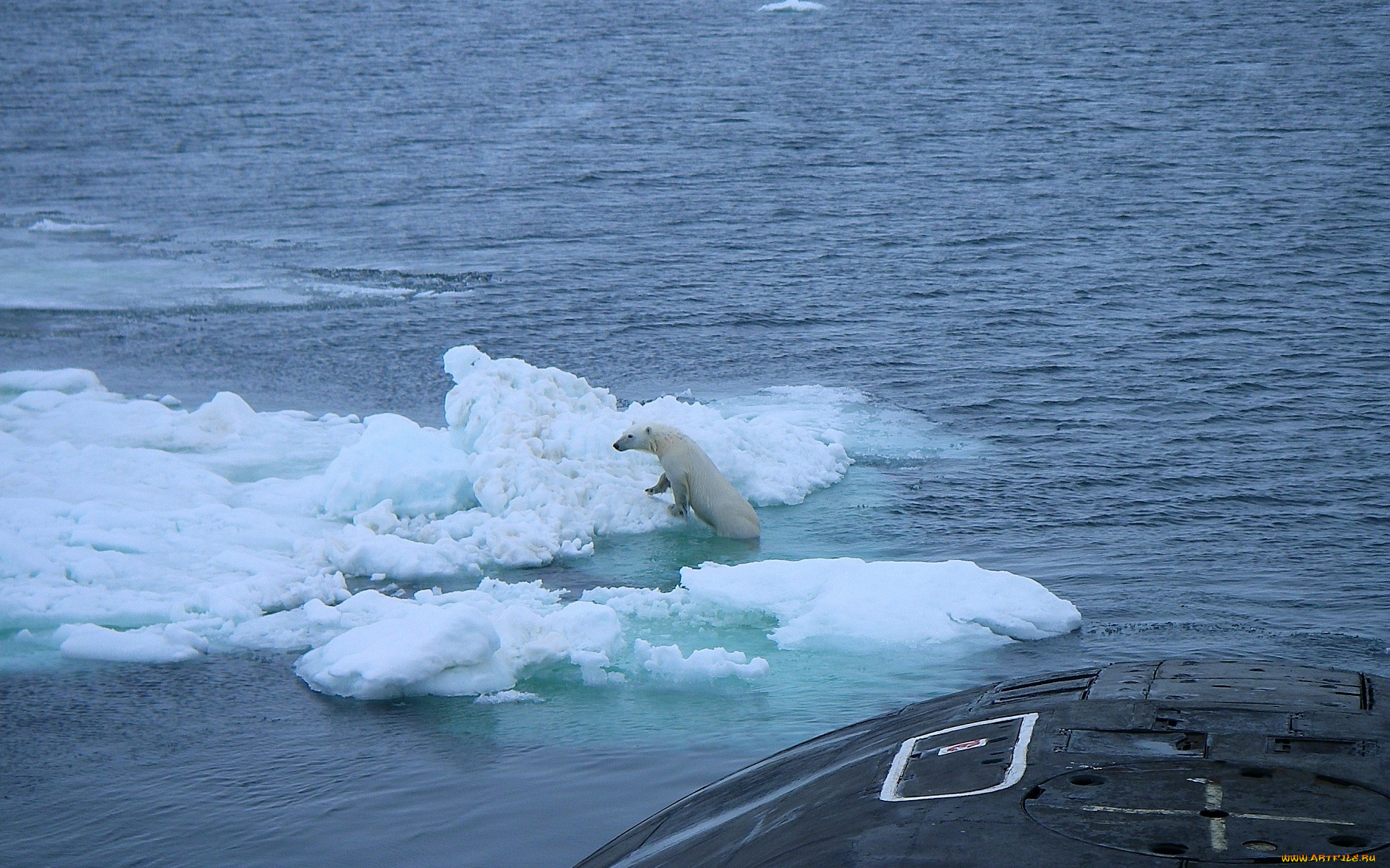 животные, медведи, север, медведь