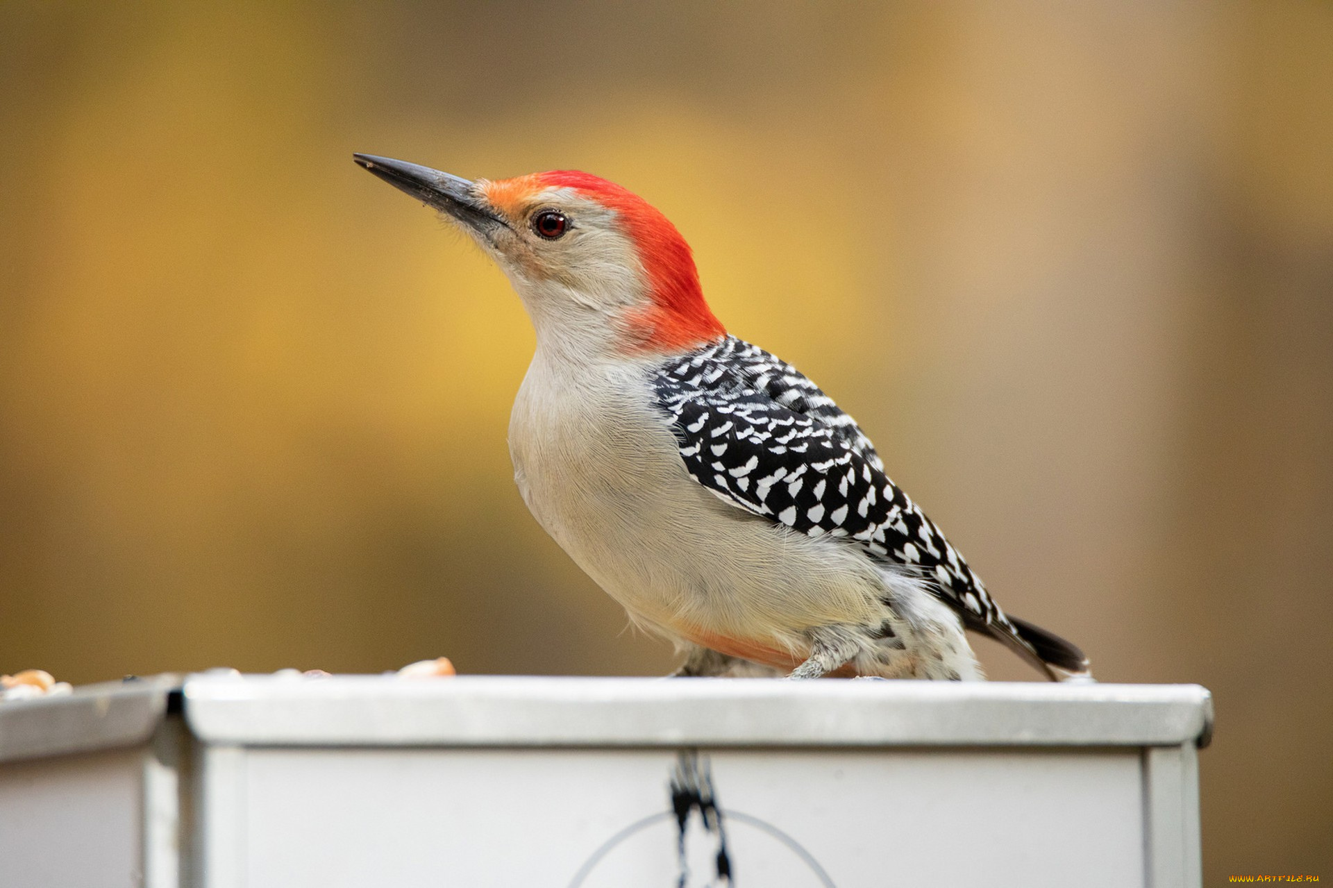 животные, дятлы, птичка