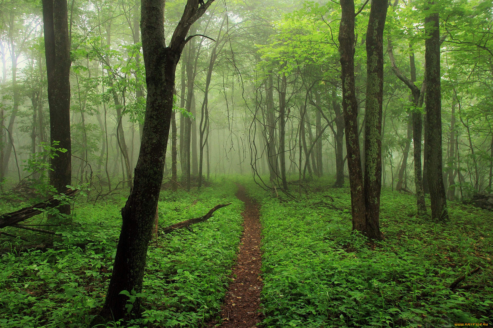 природа, лес, тропинка