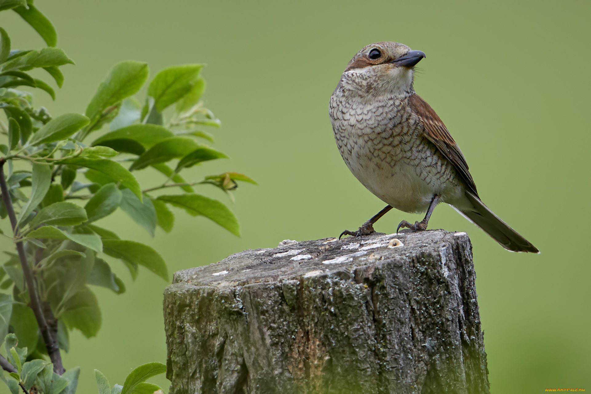 животные, птицы, птичка