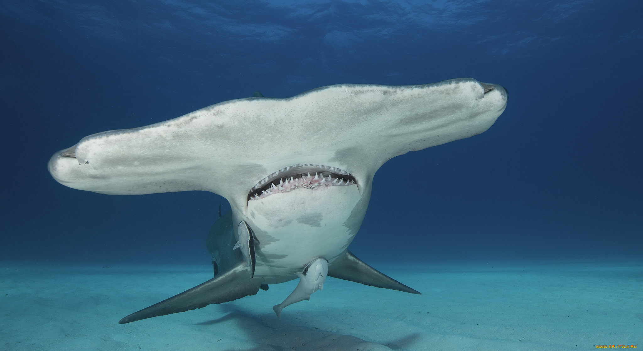 животные, акулы, океан