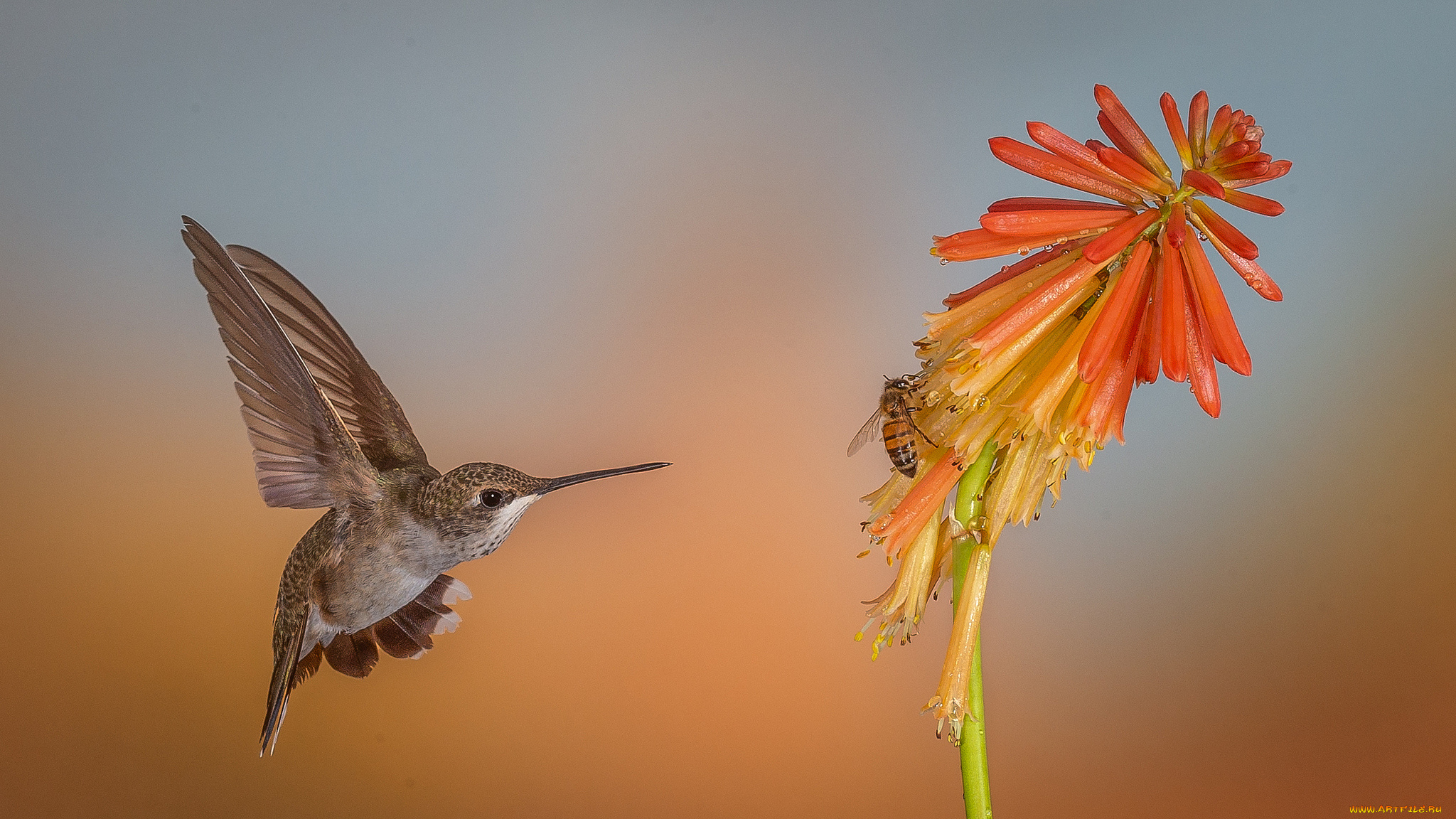 животные, колибри, птичка