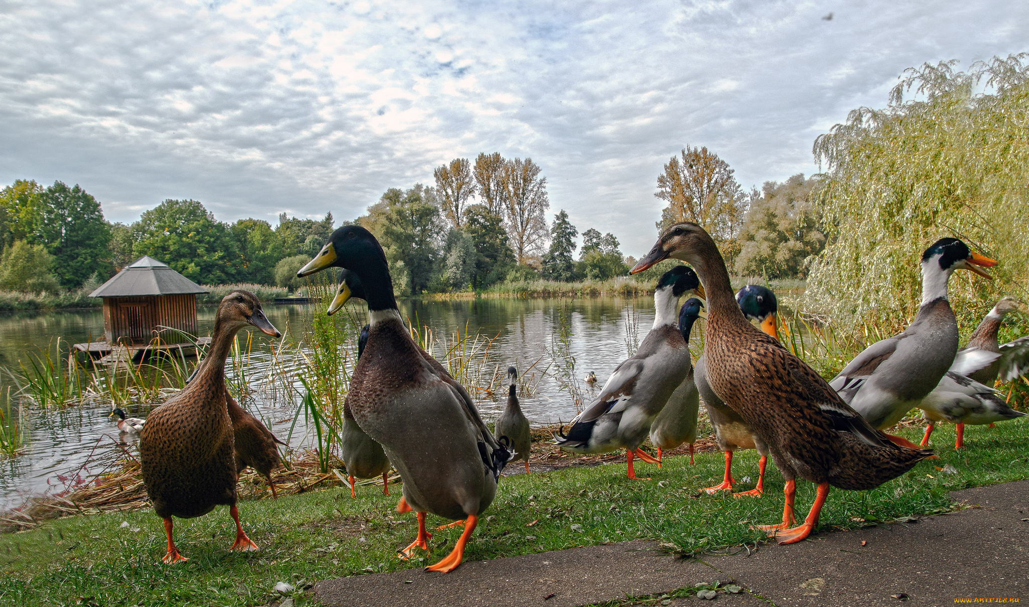 животные, утки, птичка
