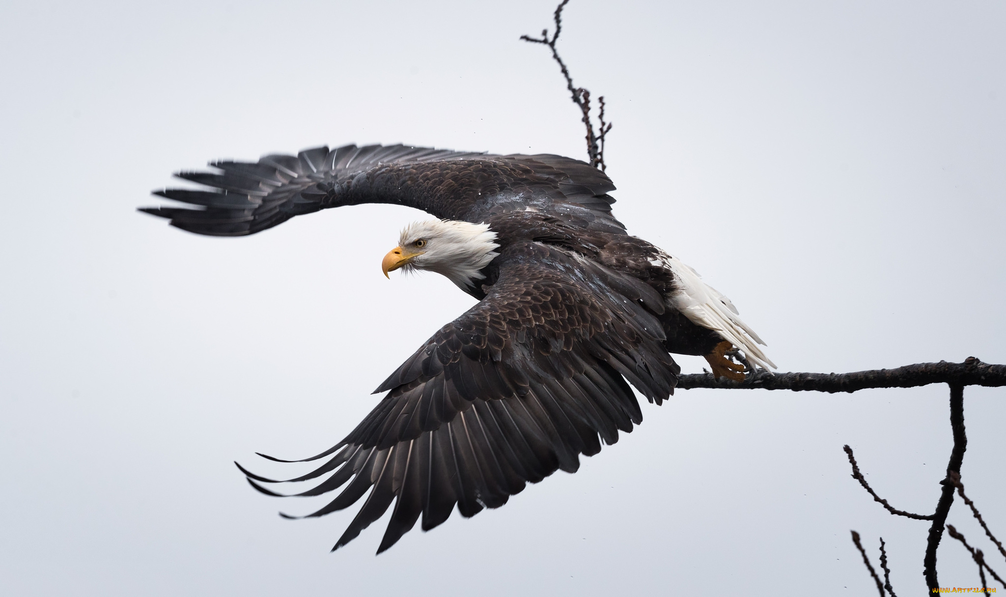 животные, птицы, -, хищники, птичка