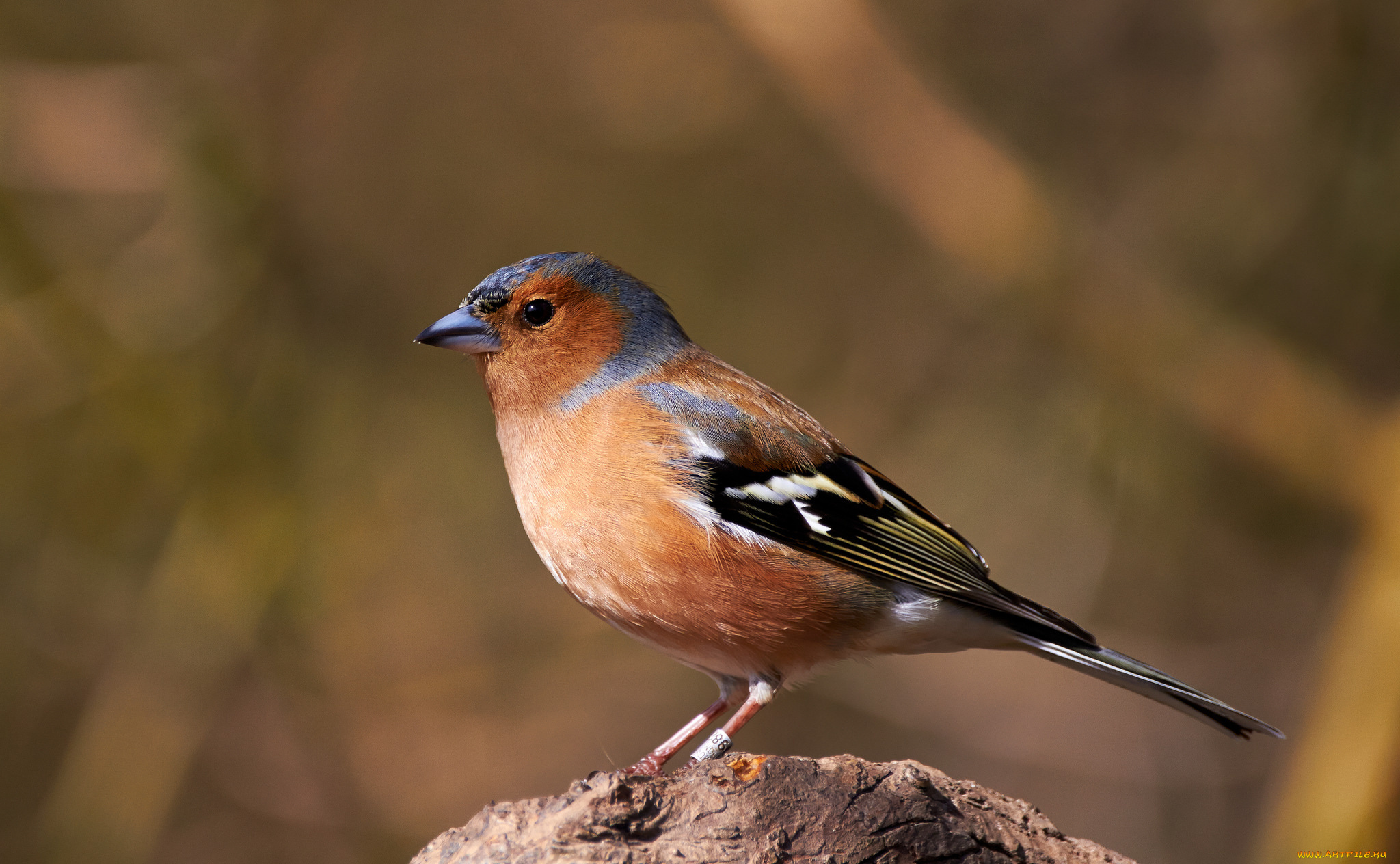 животные, птицы, птичка