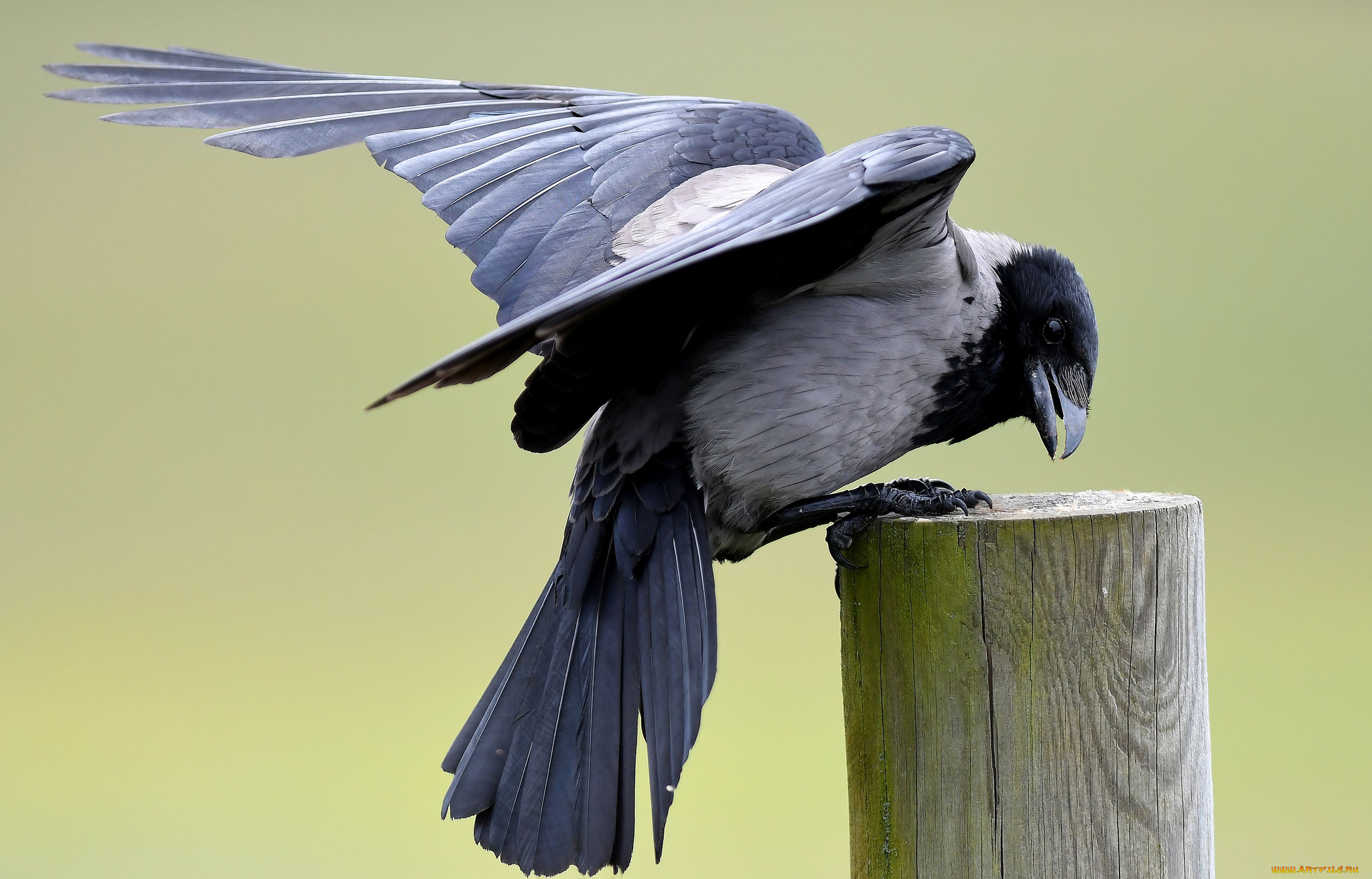 животные, вороны, , грачи, , галки, птичка