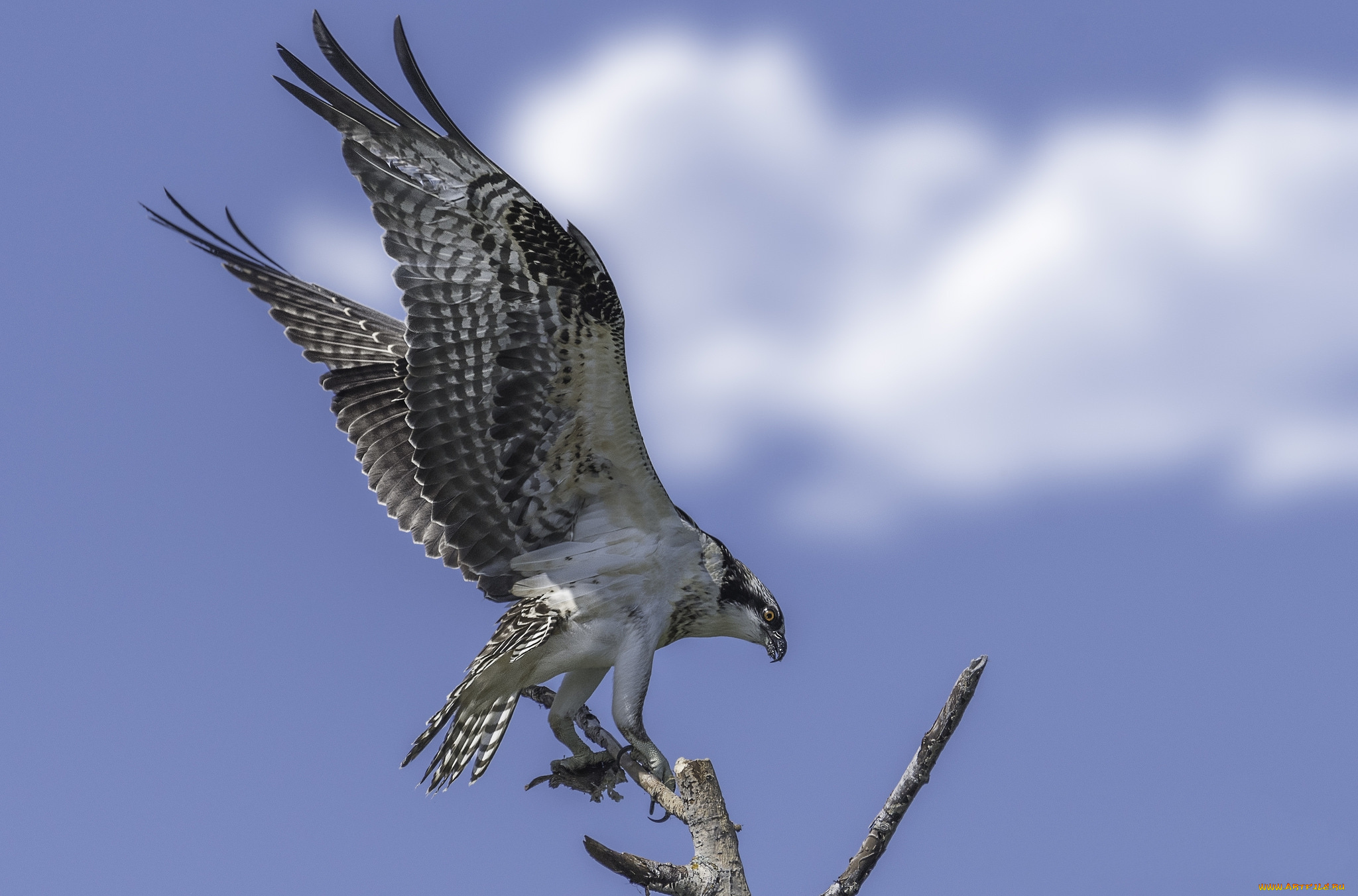 животные, птицы, -, хищники, птичка