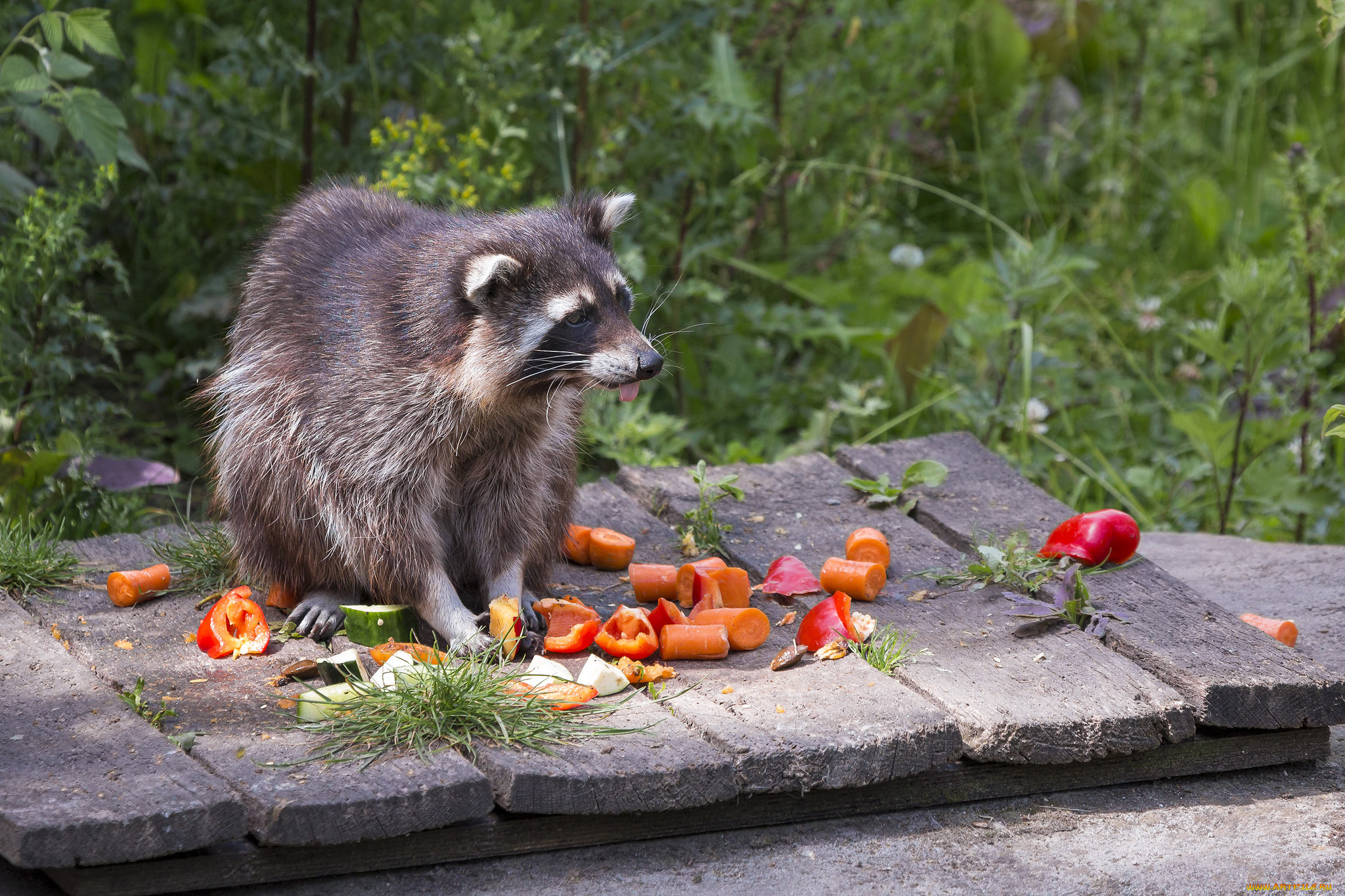 животные, еноты, енот