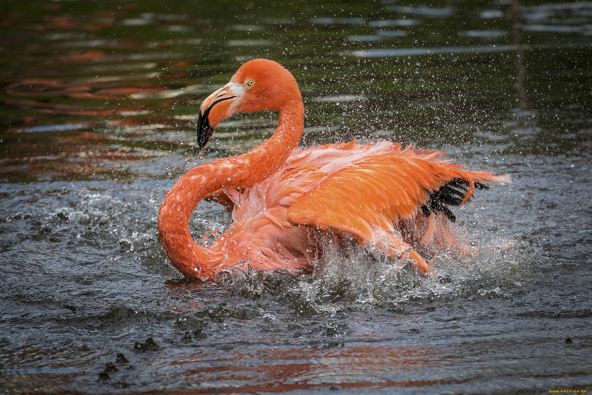 животные, фламинго, птичка